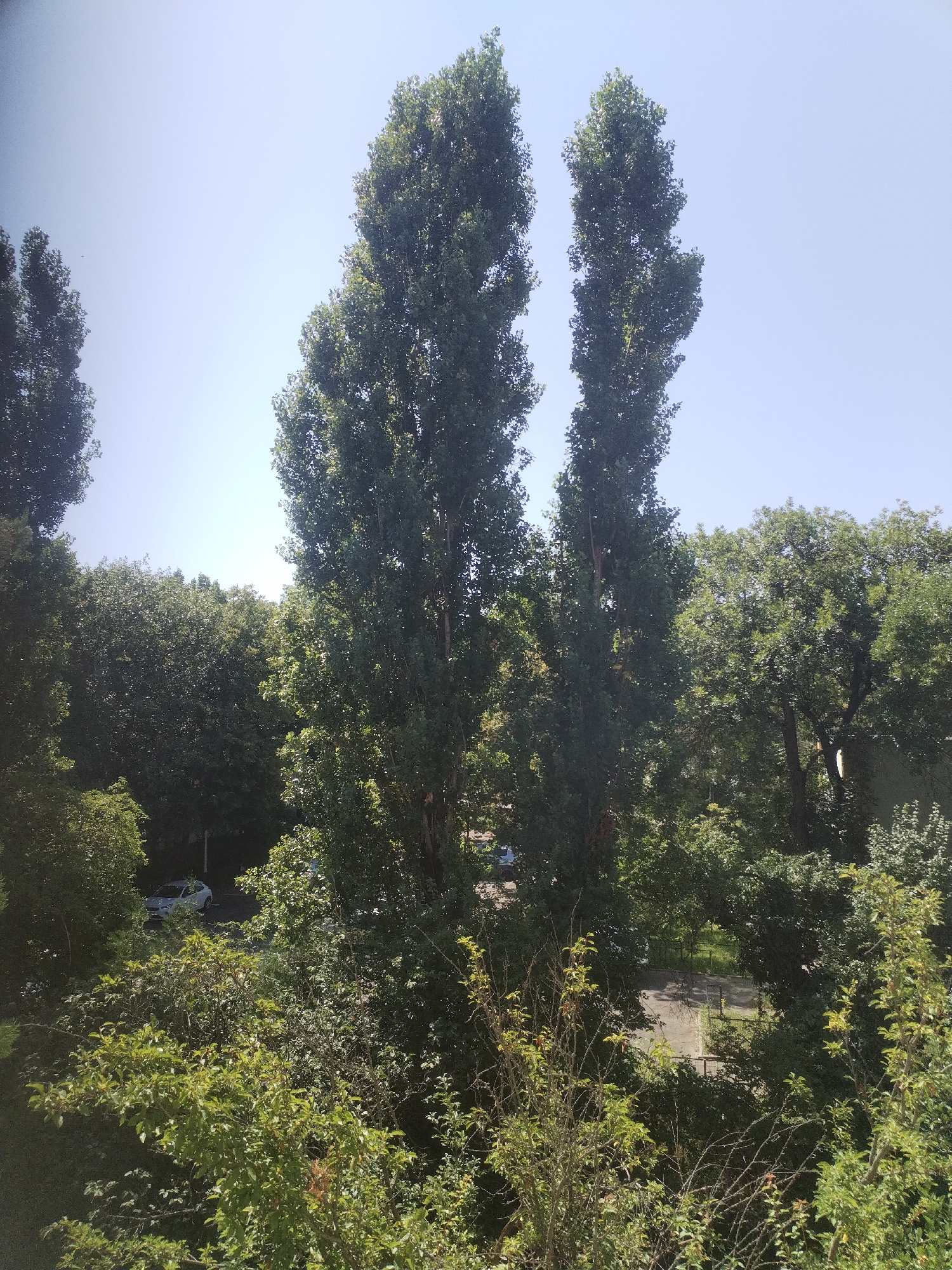 The image captures a dense canopy of lush green trees against a clear blue sky, suggesting a warm, sunny day. Two tall, slender trees with dark green foliage dominate the center of the frame, their heights piercing the sky. To the left and right, other trees with varying shades of green fill the scene, creating a layered effect.
In the lower left portion of the image, a white car is visible on a paved area, partially obscured by the surrounding greenery. The car appears to be parked or moving slowly on a street or driveway. Further into the background, glimpses of what might be pathways or open spaces can be seen through the foliage, hinting at a park or a residential area with significant green spaces.
The overall impression is one of a tranquil, natural setting within an urban environment. The quality of light and the abundance of foliage suggest a warm season, likely spring or summer. The presence of the car indicates human activity and infrastructure within this natural scene.
While the image itself does not provide direct clues to its specific location, the description provided mentions Bucharest, Romania. If this image is indeed from Bucharest, it likely depicts a park, a wooded area within a neighborhood, or a boulevard lined with mature trees, characteristic of many green spaces in the city. The two prominent, tall trees could be a distinctive feature within such a setting.