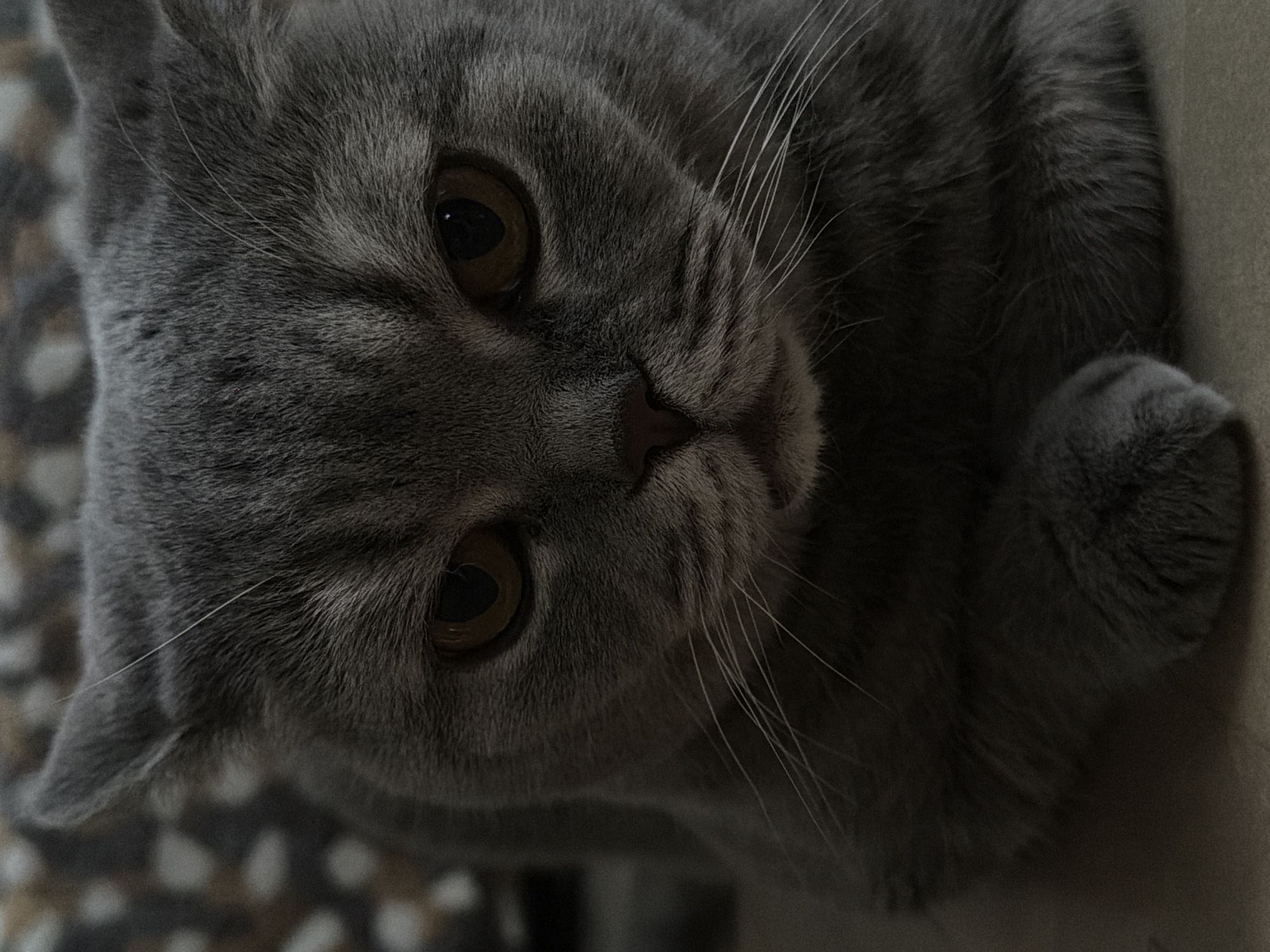 A close-up, indoor shot features a gray British Shorthair cat looking directly at the camera. The cat's face occupies the majority of the frame, showcasing its round face, small ears, and large, amber-colored eyes. The cat's fur appears soft and dense. The background is blurred and out of focus. It is difficult to make any observations of people, objects, actions, interactions, or the environment from this image alone. The location (Perm, Russia) cannot be determined from the image.