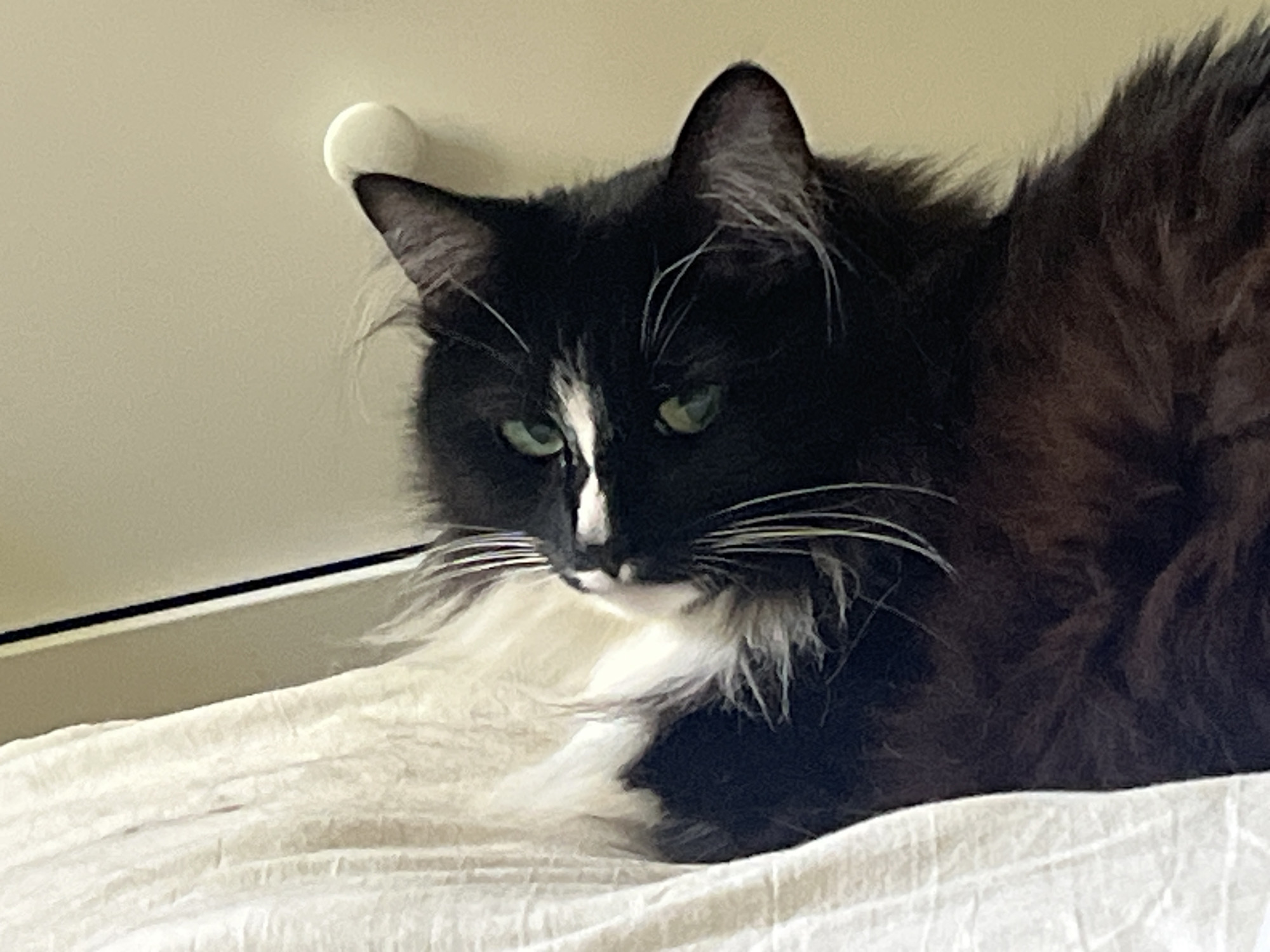 A close-up, high-angle shot shows a black and white cat with green eyes lying on a white surface that appears to be a bed or blanket. The cat is facing to the left of the frame, with its head tilted slightly down. Its fur is long and fluffy, with white markings on its chest and face. The background is a plain, light-colored wall with a small, white circular object near the top left corner. The lighting is soft and even.