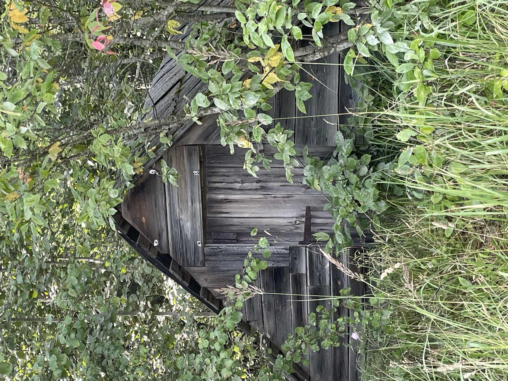 A weathered, wooden outhouse stands nestled amongst dense, green foliage. The outhouse has a steeply pitched roof covered in dark shingles and wooden planks forming the walls. A wooden door with visible hinges is centrally located on the front. To the left of the door, a set of slanted wooden steps leads up to a side entrance or a window. The ground in front of the outhouse is covered in tall, green grass and some dried stalks. The environment appears to be rural or overgrown, possibly in a forest or wild area. The scene is static and shows no signs of human activity at the moment.