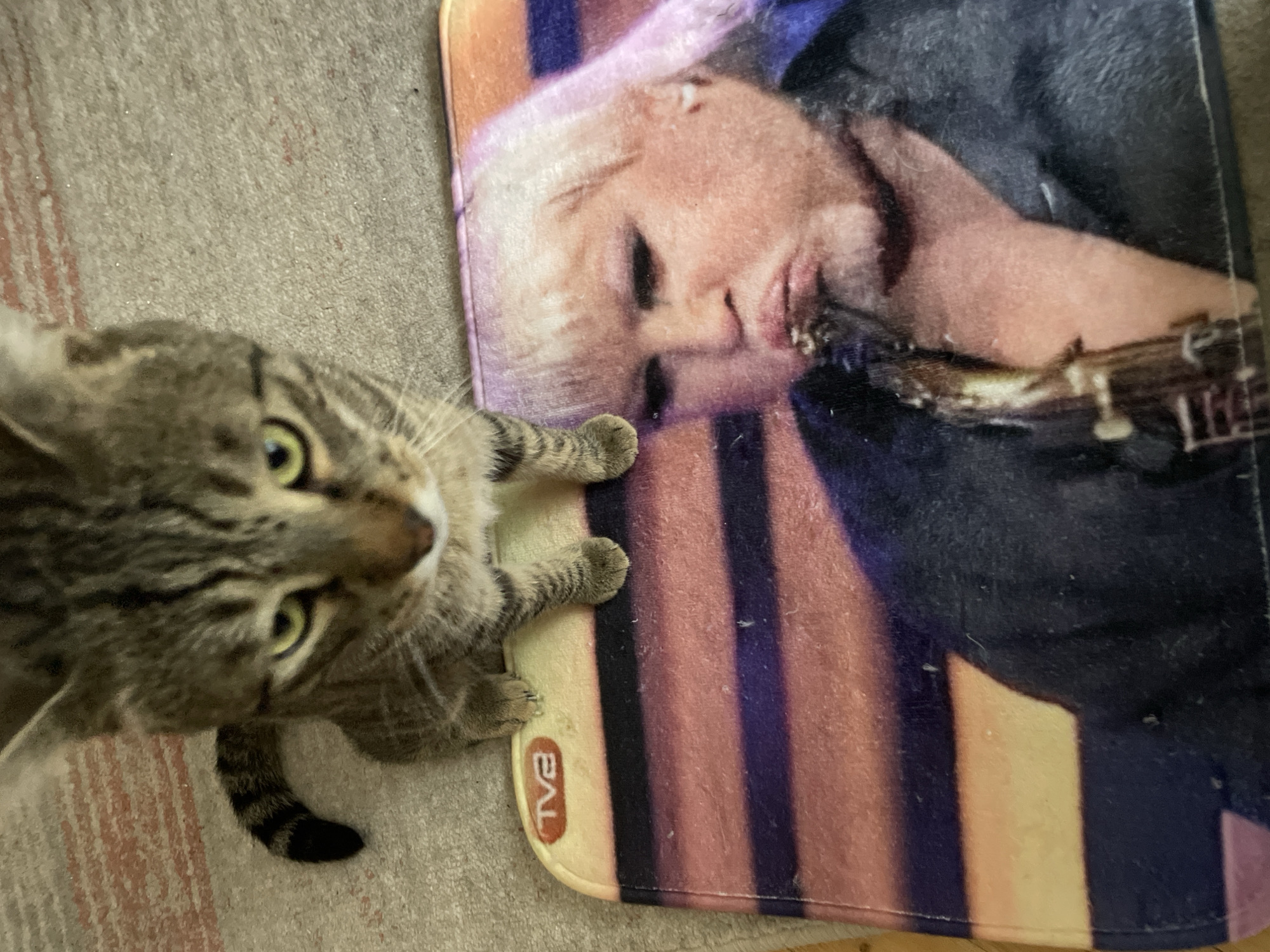 A tabby cat with green eyes is positioned on the left side of the image, looking up and slightly towards the right. The cat's tail is visible behind it, with black stripes. To the cat's right is a rectangular mat featuring a portrait of a fair-skinned individual with blonde hair. The individual is depicted playing a guitar. The mat has vertical stripes in peach and dark blue/purple colors. A "TV2" logo is visible in the bottom left corner of the mat. The background consists of a beige carpet. The location is Unknown, Unknown.