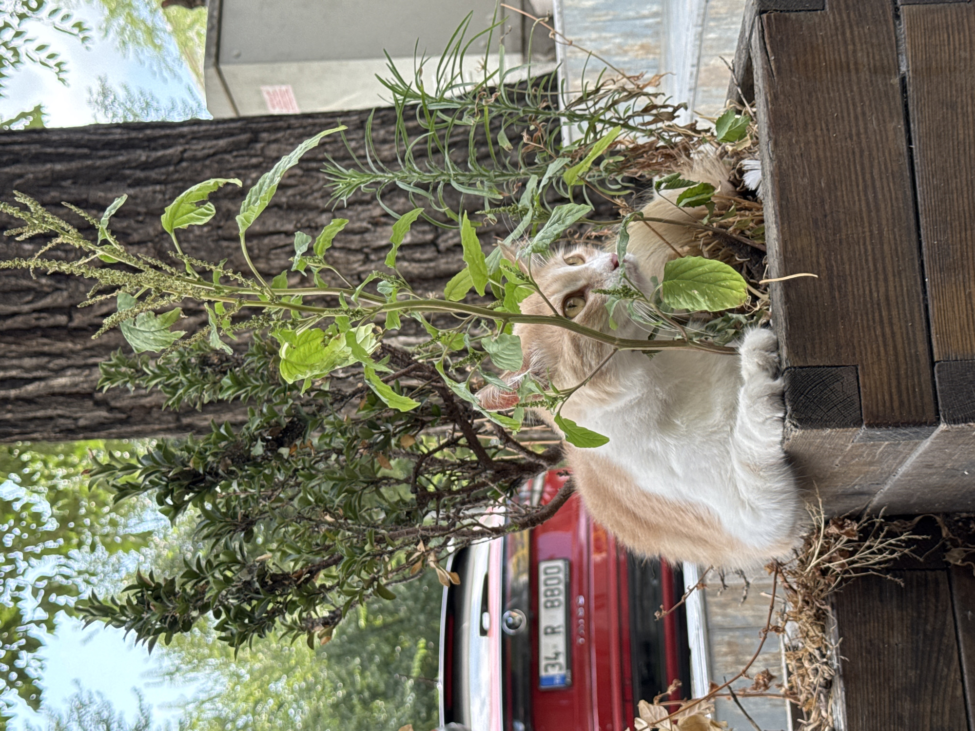 A ginger and white cat is partially hidden behind lush green plants in a wooden planter box. The cat's face is visible, with its yellow eyes looking to the right. In the background, a red car with a license plate reading "34 R 8800" is parked, suggesting an urban setting in Gungoren, Turkey. A large tree trunk and more greenery form the backdrop, with a light-colored building visible in the distance. The overall scene appears to be an outdoor, possibly street-level, environment.