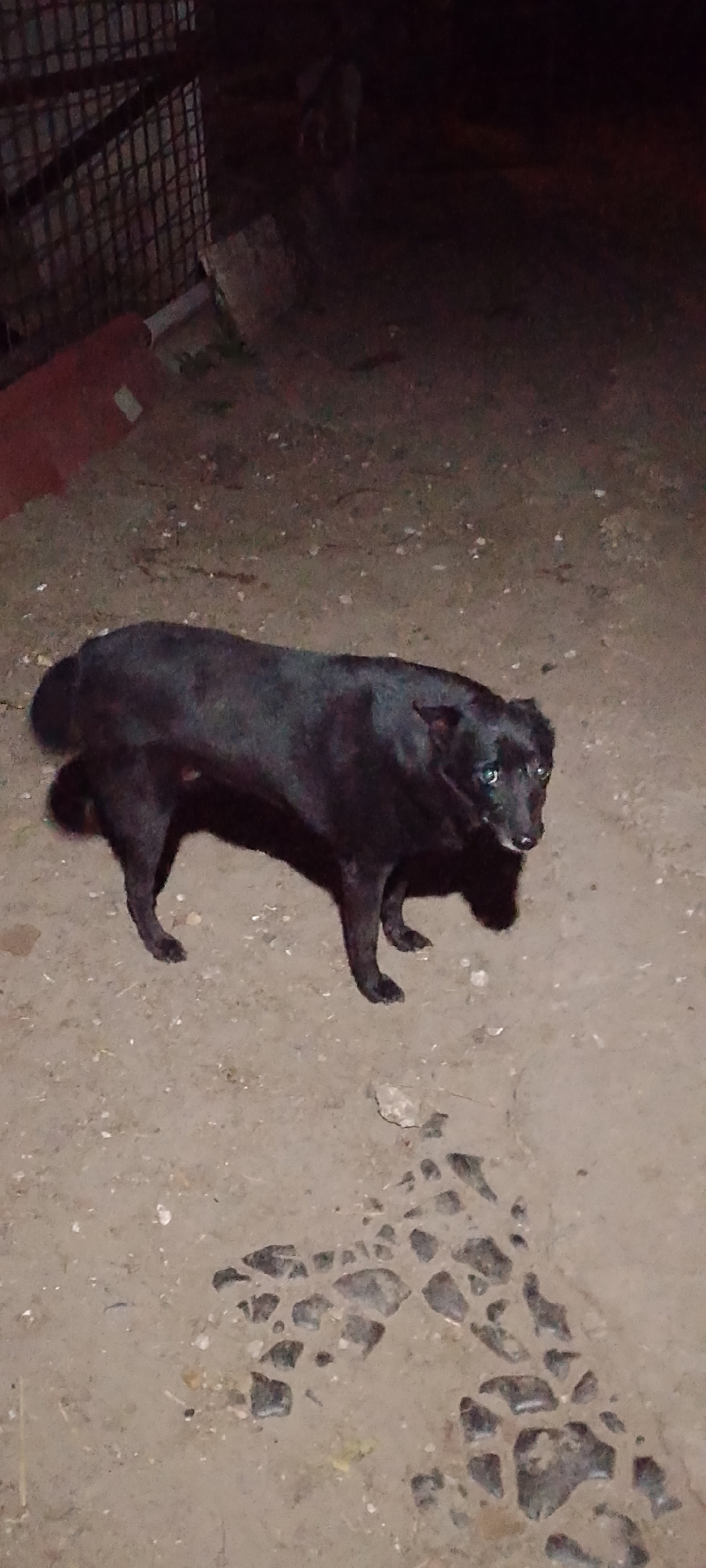A medium shot captures a black dog standing on a dirt ground at night. The dog is facing right, with its head turned towards the camera, revealing its alert green eyes. Its ears are pointed and alert. The dog's body is a dark silhouette against the dimly lit ground. In the background, a metal fence can be seen on the left side of the image, with a red object partially visible beneath it. The ground is uneven and scattered with small stones and debris. The overall lighting suggests an outdoor, possibly rural or undeveloped, setting. The dog appears to be the sole subject in focus.