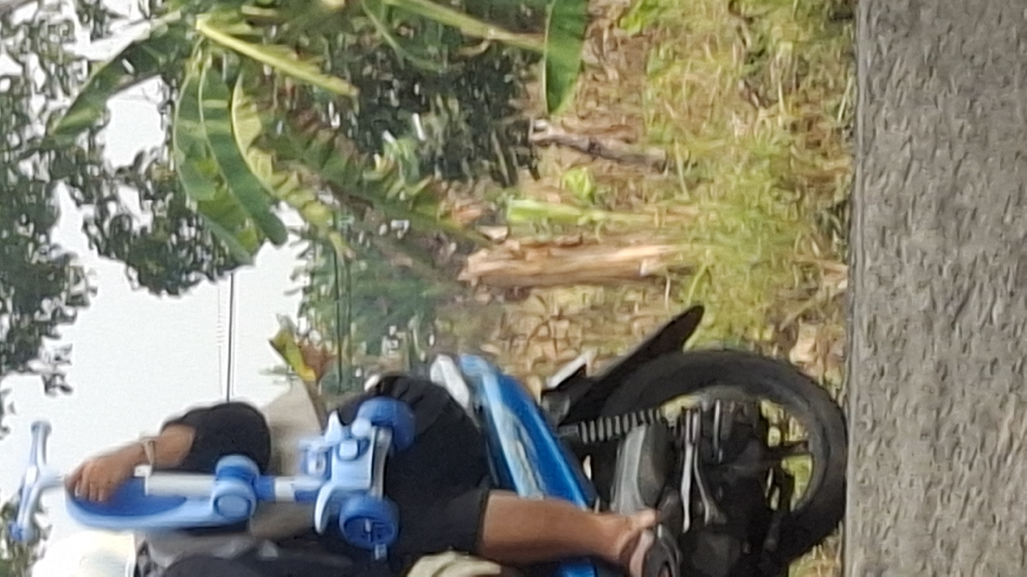 A person, wearing a white helmet and black clothing, is riding a blue motorcycle. They are carrying a blue and white toy scooter on the back of the motorcycle, secured by their arm. The person's legs are visible, and they are wearing sandals. The motorcycle is a light blue color and appears to be a scooter-style bike. The background consists of lush green foliage, including banana trees, and dry vegetation. A rough, gray concrete surface is visible in the foreground. The image captures a scene likely in a rural or semi-rural area of Cibinong Hilir, Indonesia, given the presence of banana trees and the general environment.