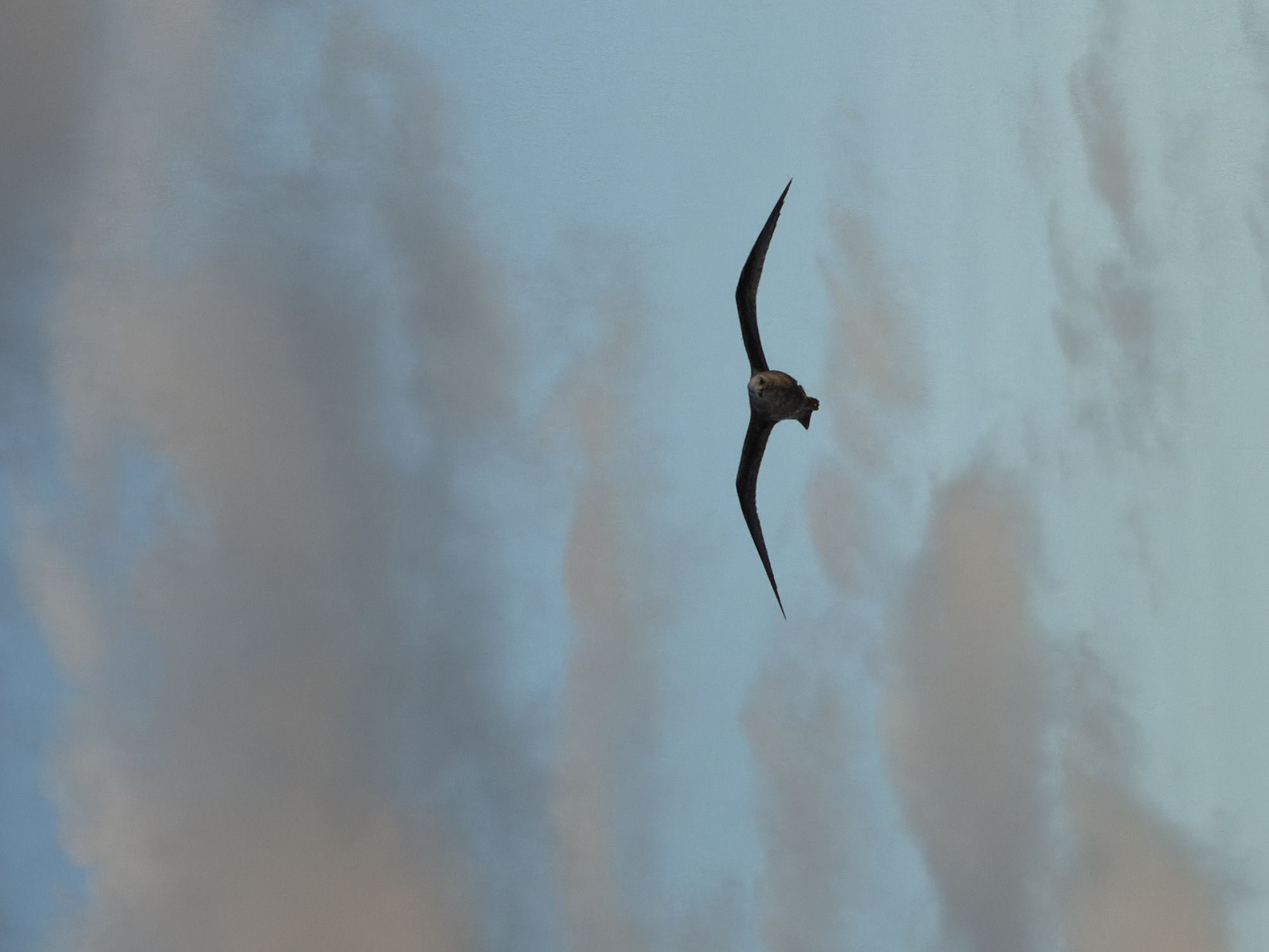 A bird flies through the air. It is silhouetted against a cloudy sky.