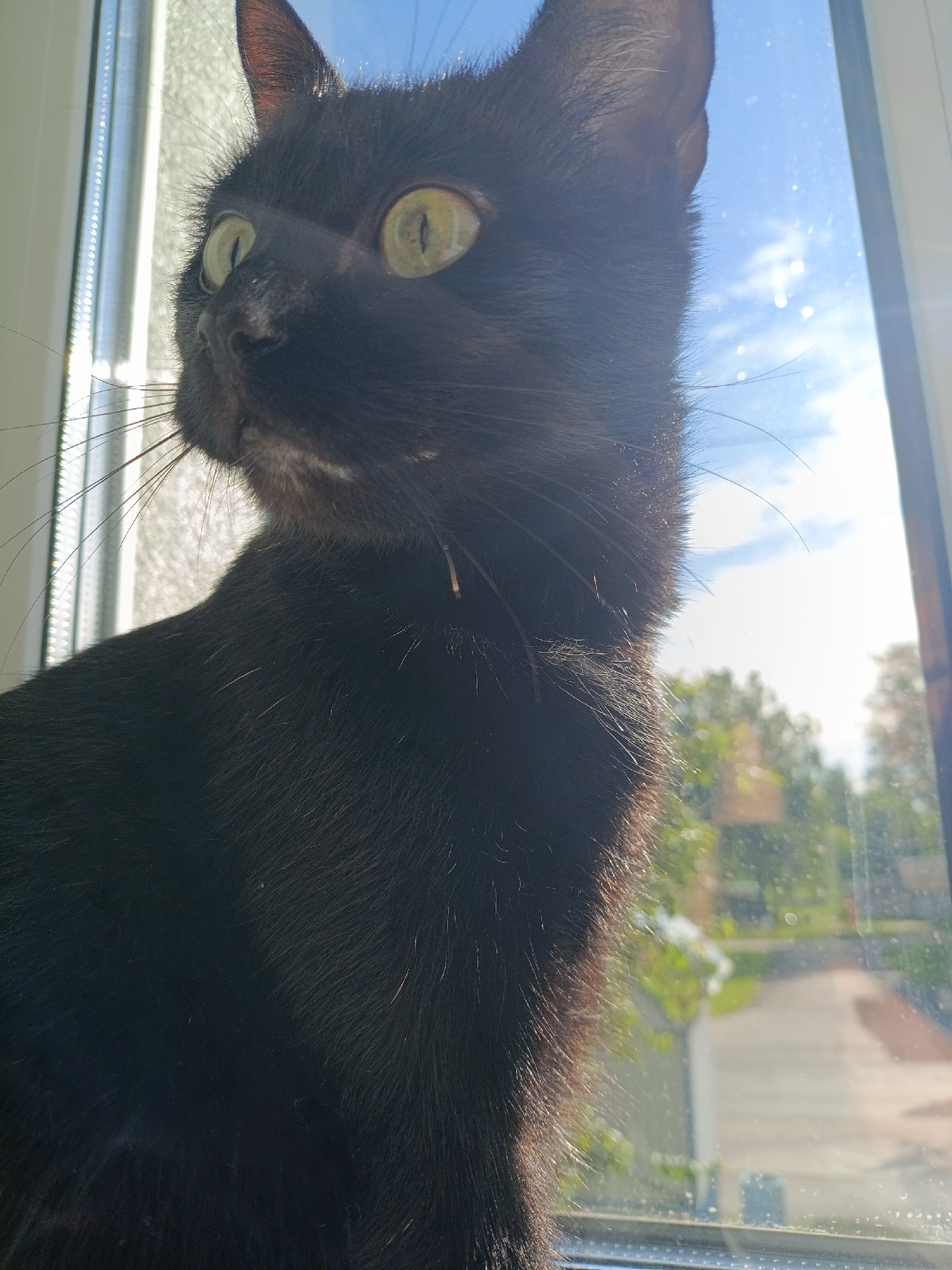 A close-up, side profile shot of a black cat looking out of a window. The cat's eyes are wide and yellow, reflecting the bright sunlight. Its fur is dark and sleek, with some white hairs around its muzzle and on its chest. The background outside the window is blurred, showing green trees and a bright blue sky with white clouds. The window frame is visible on the left and right sides of the image, with a textured white surface on the left and a dark, possibly wooden, frame on the right. The lighting suggests it is daytime, with strong sunlight casting shadows and highlighting the cat's features.