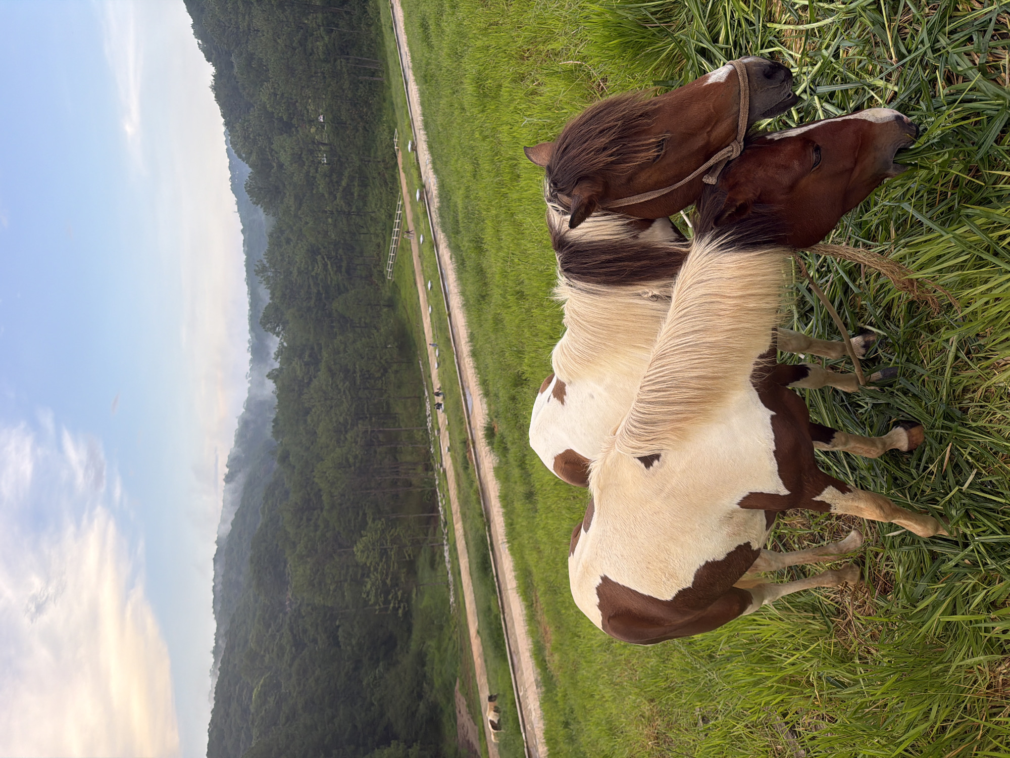 Two horses, one a lighter color with brown patches and the other a darker brown, are standing in a grassy field in Da Lat, Vietnam. The horses are facing toward the viewer, with the darker horse's head lowered to graze on the grass, and the lighter horse's head facing upwards. Behind the horses, a path winds through a forested hillside. In the distance, a layer of mist hovers above the trees, and the sky is a pale blue with scattered clouds.