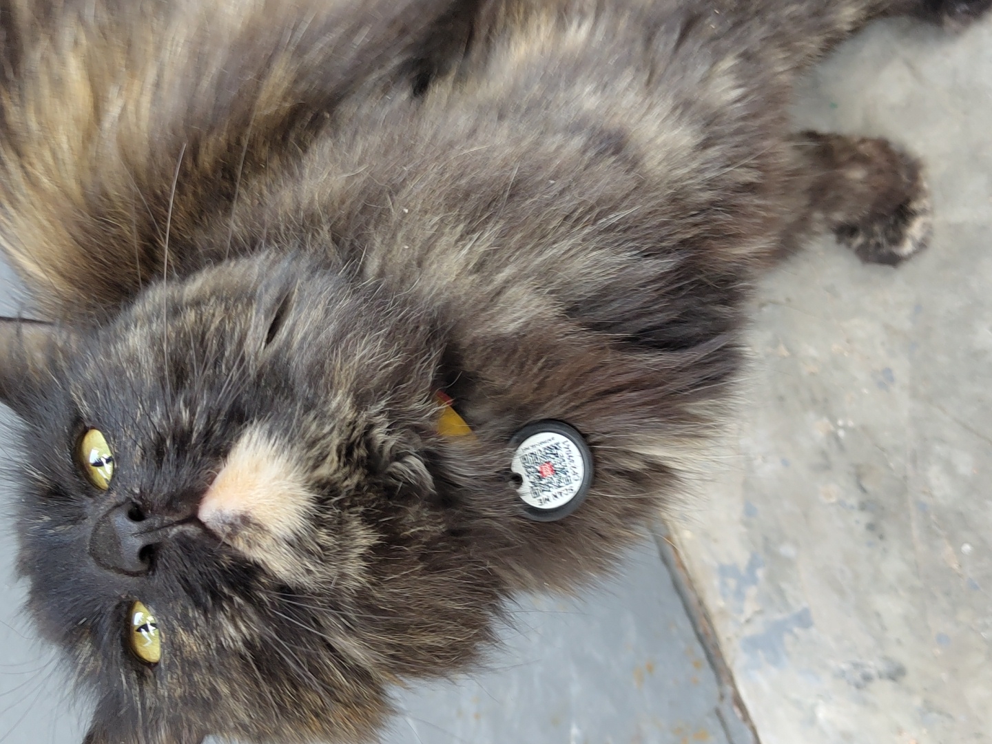 A close-up, high-angle shot shows a tortoiseshell cat with yellow eyes and a white chin patch. The cat is wearing a yellow collar with a round, black and white tag that has a QR code and some text. The cat's fur is long and fluffy, with patches of black, brown, and ginger. The cat is looking upwards, and its mouth is slightly open. The background is a gray, concrete surface. The image is taken in an outdoor urban environment, possibly a street or alleyway, given the concrete ground. No people are present in the image.