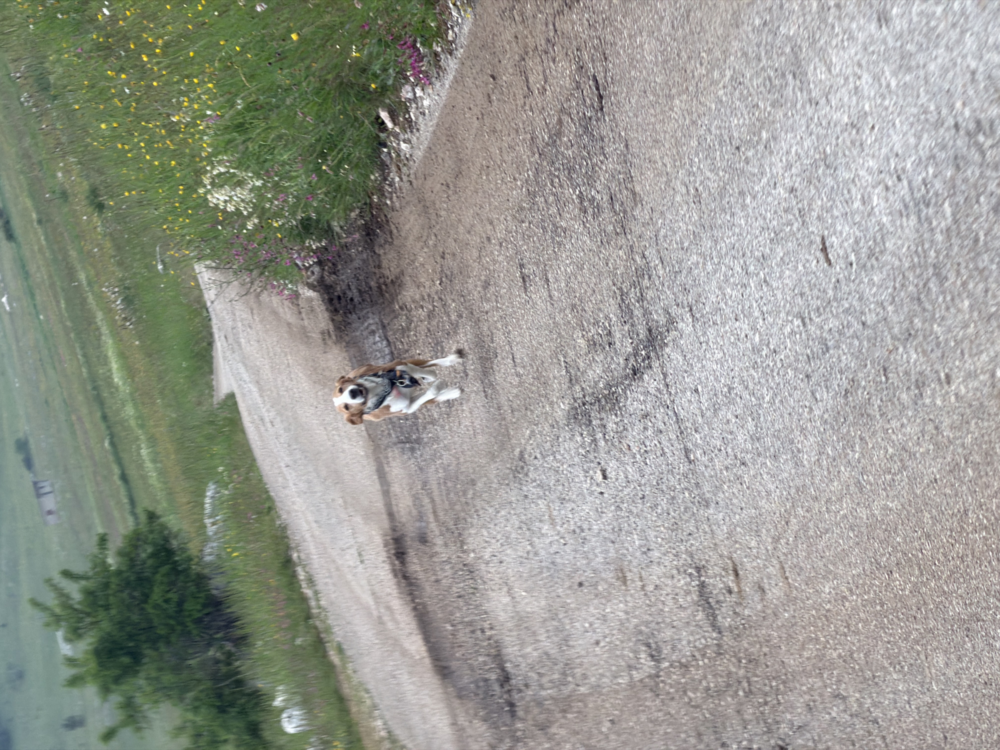 The image depicts a small to medium-sized dog on a dirt or gravel road in a rural, natural setting, identified as Konjsko, Montenegro. The dog, which appears to be a beagle or similar breed with brown, white, and some black markings, is wearing a harness and is positioned on the road in the mid-left of the frame. It seems to be in motion or standing alertly, with its head turned slightly to the left.
The road itself is a light gray, textured surface, extending from the foreground into the distance. To the left of the road, a lush strip of green grass is visible, dotted with numerous small wildflowers in shades of yellow, white, and purple. Beyond this immediate verge, the landscape opens up into expansive green fields or hills, under what appears to be bright, natural daylight, suggesting late morning or early afternoon. A prominent dark green coniferous tree or large bush stands in the mid-ground on the left. In the far distance on the left, some faint, indistinct structures are visible, possibly rural buildings. The scene conveys a sense of peaceful outdoor activity amidst a verdant landscape. No text is visible in the image.