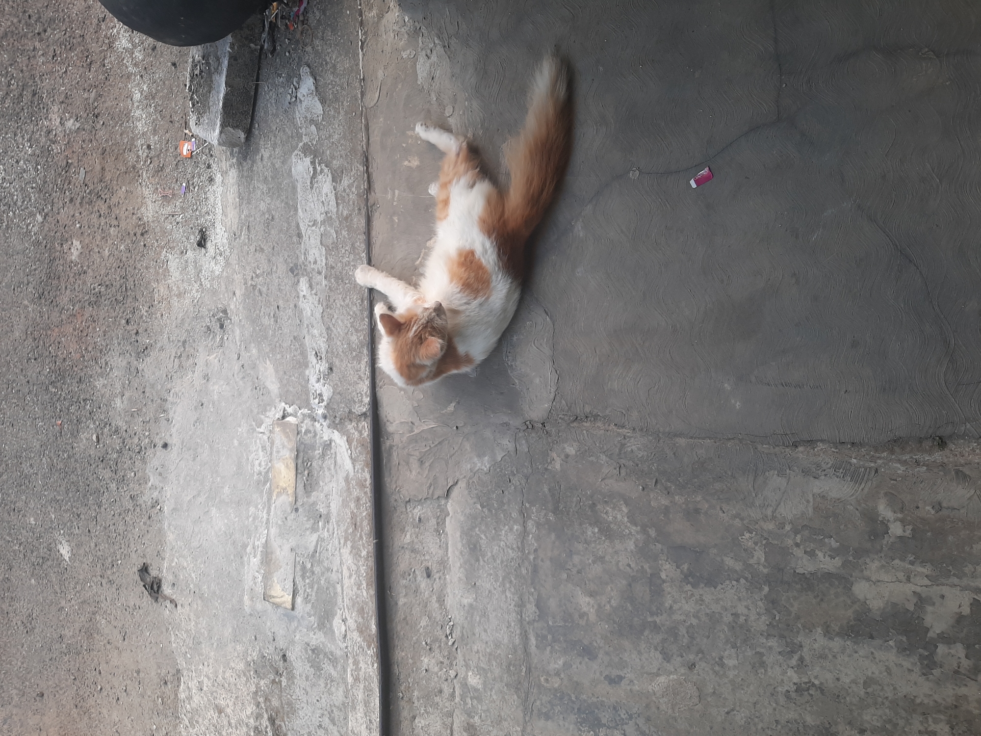 A medium-sized, fluffy, ginger and white cat is lying on its back on a cracked, gray concrete surface in Sumampir, Indonesia. The cat's eyes are closed, and its legs are splayed out. Its long, bushy tail is curled over its body. The concrete surface appears to be outdoors, possibly a sidewalk or an alleyway, with some debris scattered around, including a broken brick and some small pieces of trash. The lighting suggests it is daytime, with shadows indicating a bright sun.