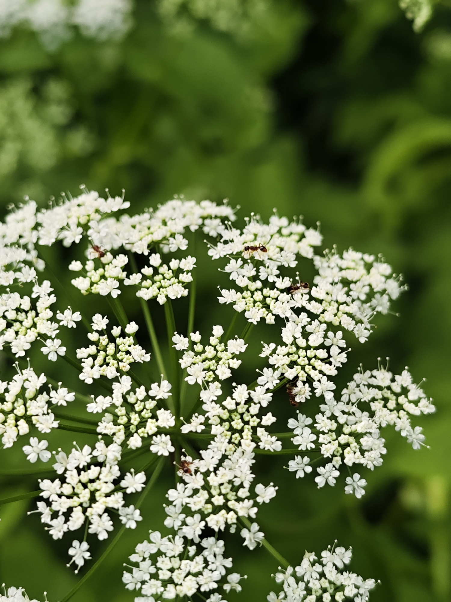 A close-up, vertical shot focuses on a cluster of small white flowers, likely from a Queen Anne's Lace plant. Several tiny ants are visible on the flower petals, with at least three distinct insects identifiable. The background is a soft blur of green foliage, suggesting an outdoor natural setting. The image does not contain any information that would allow for identification of a specific location within the city of Sudak, Russia.