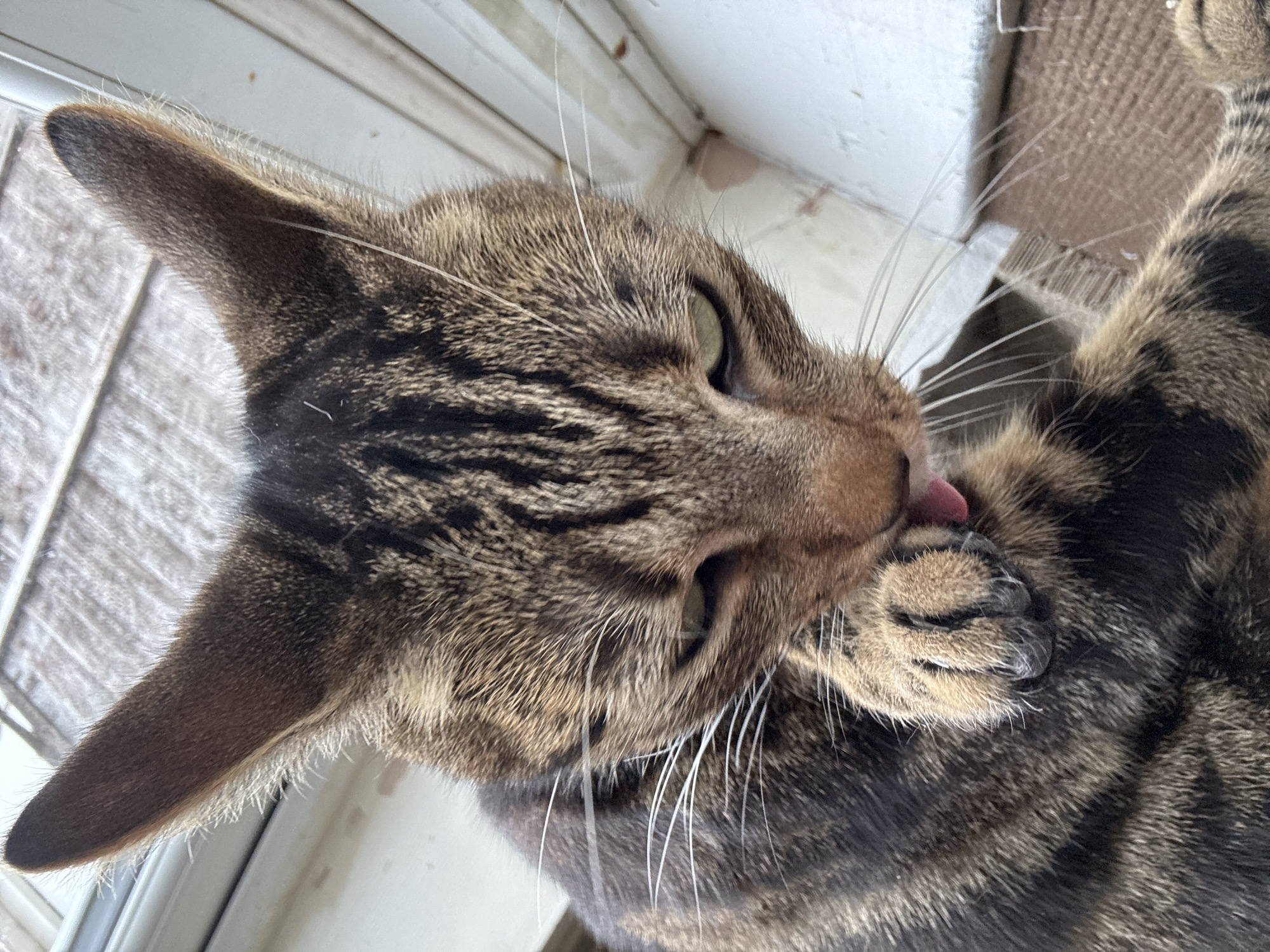 A brown tabby cat is grooming itself, licking its paw. The cat's face is in focus, showing its ear, green eye, and whiskers. The cat is positioned near a white window frame and a carpeted surface. The location of the photograph is unknown and therefore it's impossible to confirm if the photograph was taken in Desborough, United Kingdom.