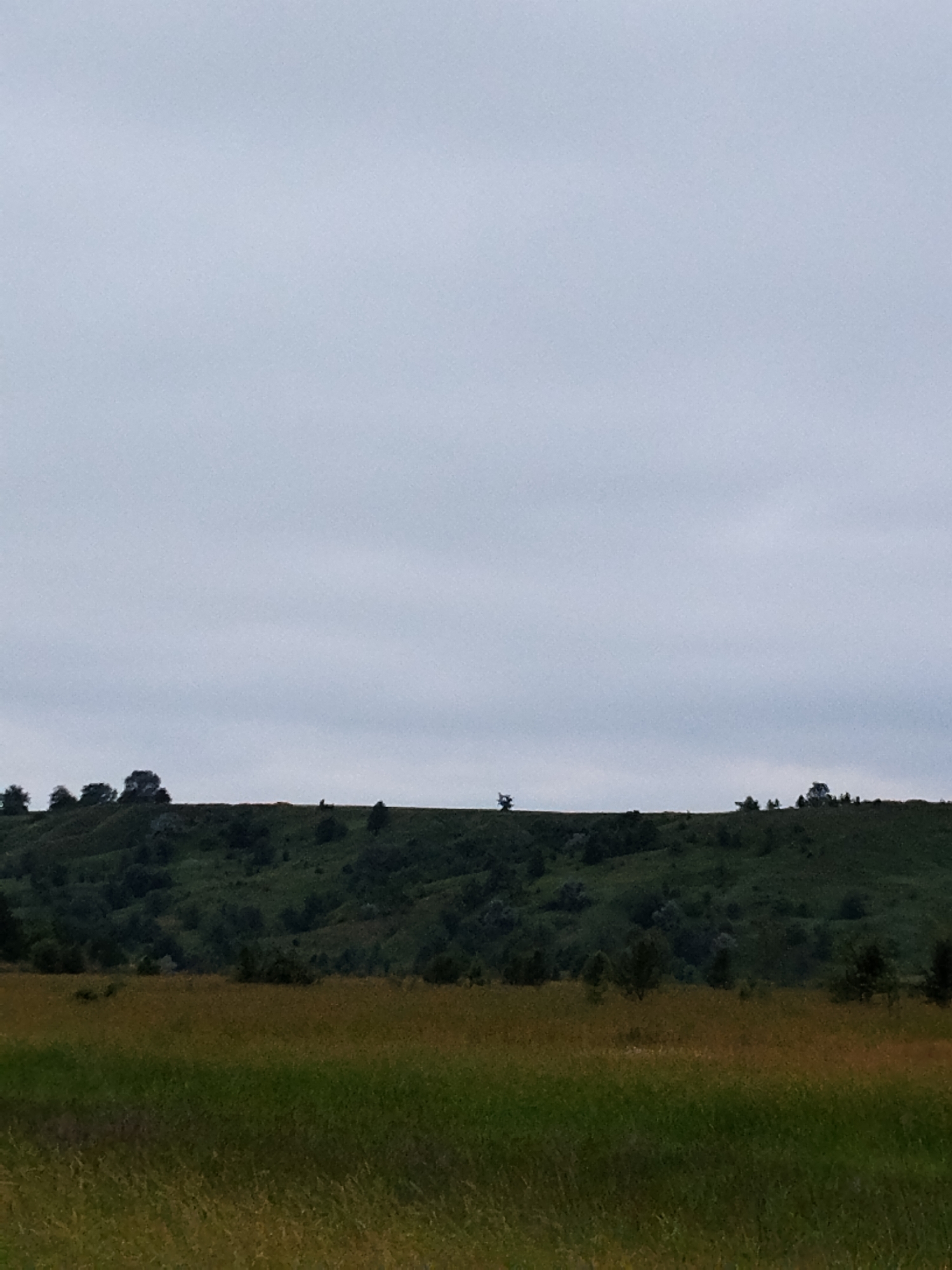 The image depicts a wide, open landscape under an overcast sky. In the foreground, a field of tall, dry grass with hints of green stretches across the frame. Behind the field, a rolling, green hillside is covered with scattered trees and bushes, creating a textured, undulating surface. The top of the hillside is lined with a denser cluster of trees, silhouetted against the sky. The sky itself is a uniform, muted grey, suggesting cloudy weather. The overall impression is one of a natural, somewhat wild environment, possibly on the outskirts of a rural settlement. The scene is devoid of any human presence or activity.