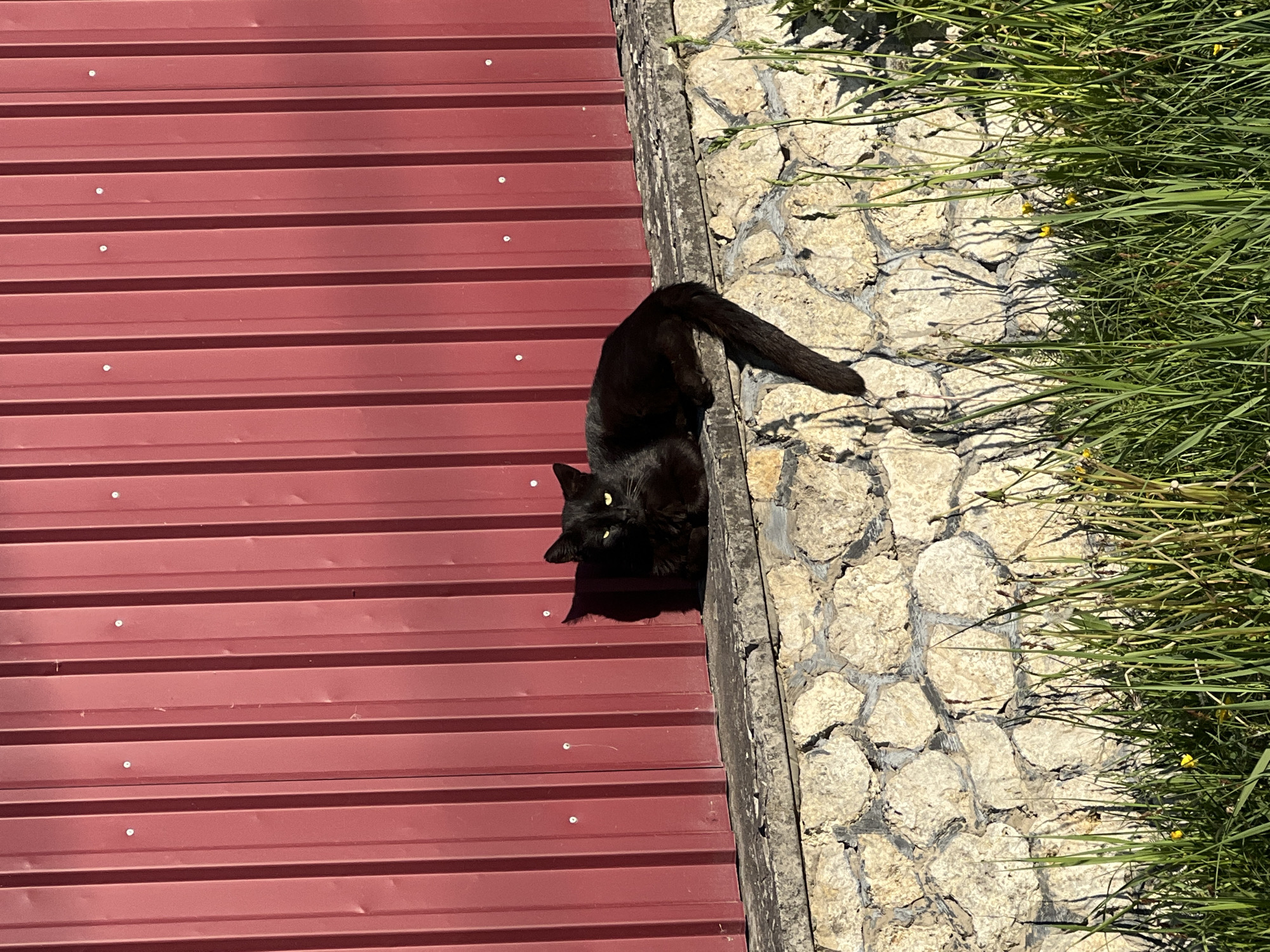 A black cat sits on a red corrugated metal roof adjacent to a stone retaining wall in Vertelka, Ukraine. The cat is positioned near the edge of the roof, looking towards the viewer with its tail extending along the top of the retaining wall. Grass is growing near the wall.