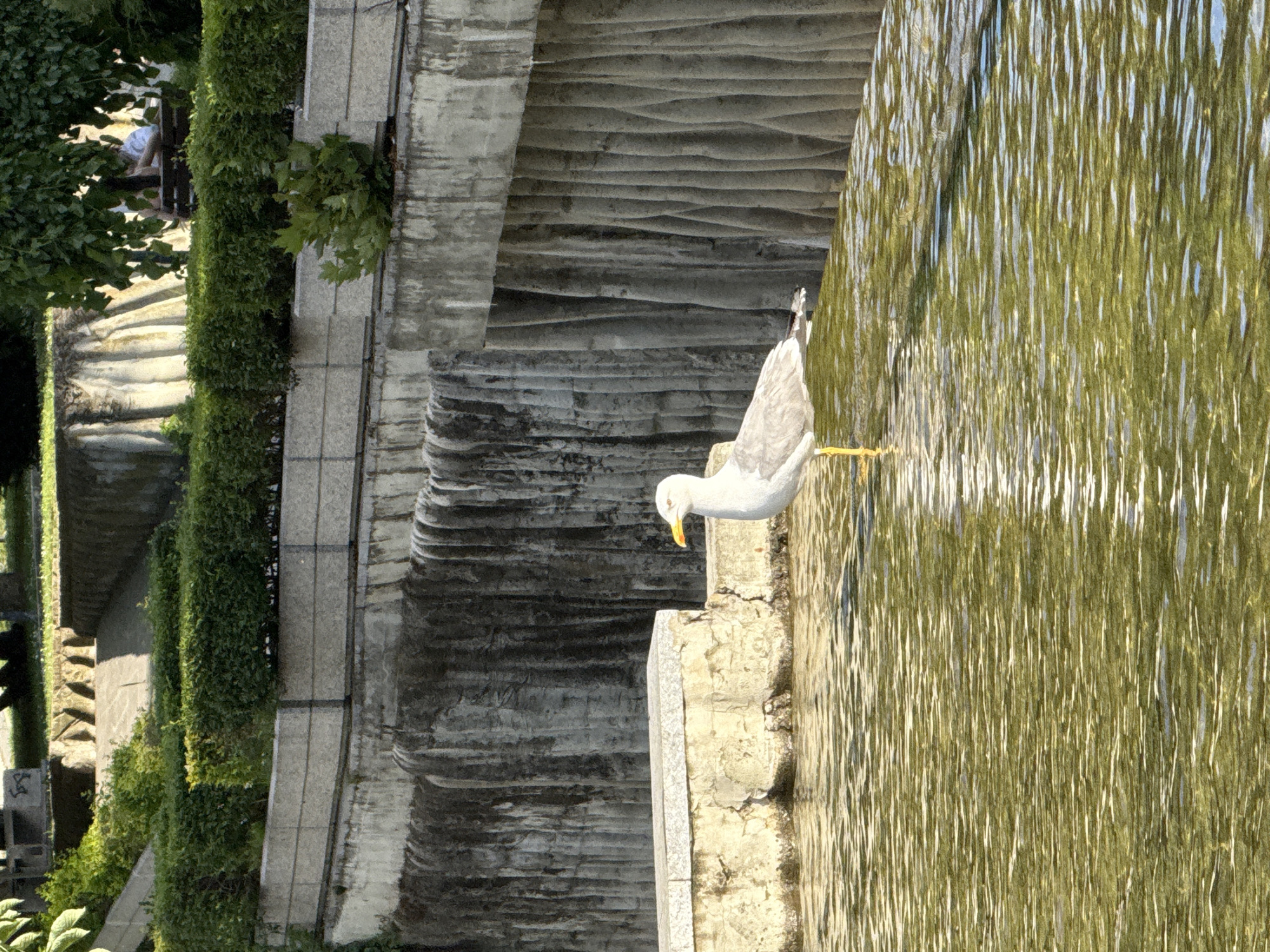 The photograph displays a multi-tiered concrete fountain or water feature within a public park in Pleven, Bulgaria. In the foreground, a single adult seagull stands on its left yellow leg on a concrete ledge at the water's edge. The bird, predominantly white with grey wing markings, has a yellow beak featuring an orange spot, and is oriented leftward with its head turned slightly towards the viewer. The water in the foreground is rippled, exhibiting a greenish-gold tint under direct sunlight. Behind the water and the seagull, a concrete retaining wall system rises. Its lower portion is light-colored and shows weathering, while the upper segment is dark grey with pronounced vertical grooves. Above this wall, a series of rectangular concrete planters hold manicured green hedges. In the upper right background, partially obscured by the foliage of a large tree, two individuals are seated on a wooden park bench; one is identifiable by a white shirt. The upper left background reveals further concrete terracing and green vegetation, indicating a landscaped incline. The scene is brightly illuminated by natural sunlight.