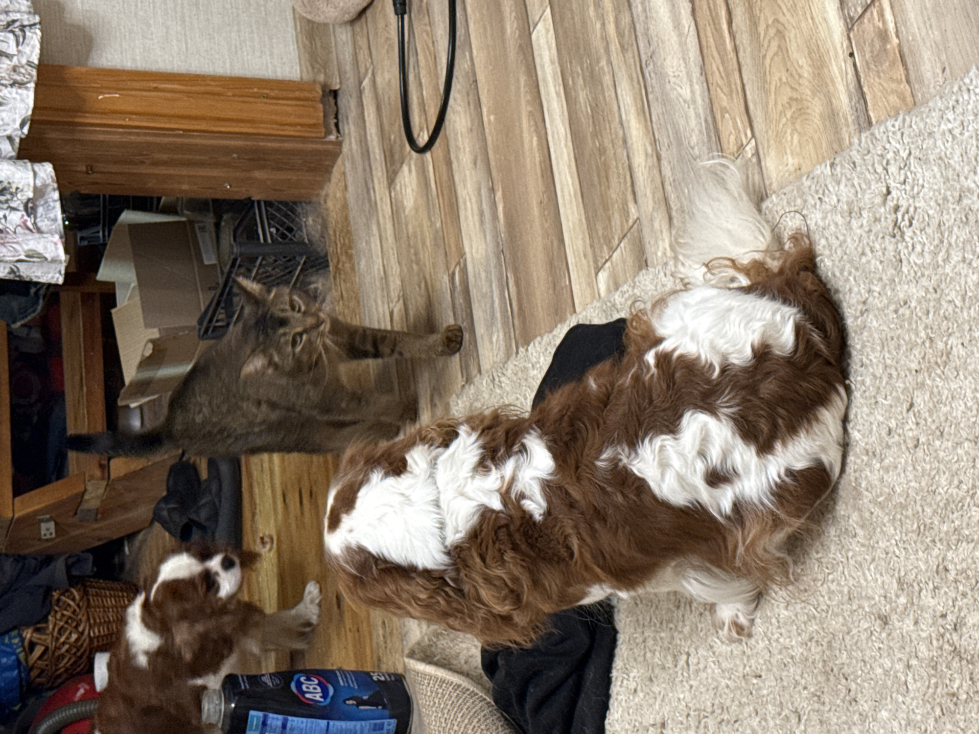 The image depicts an indoor scene with two dogs and a cat. In the foreground, a Cavalier King Charles Spaniel is sitting on a rug, facing away from the camera. Its fur is predominantly brown and white. To the left of this dog, another Cavalier King Charles Spaniel is standing, also with brown and white fur, looking towards the left. A bottle with the "ABC" logo is also visible near this dog. In the background, a cat with tabby markings is walking from left to right. The environment appears to be a room with wooden flooring and a large wooden structure, possibly furniture, in the background. Various objects, including baskets and boxes, are scattered around the room. The lighting suggests an indoor setting during the day.
