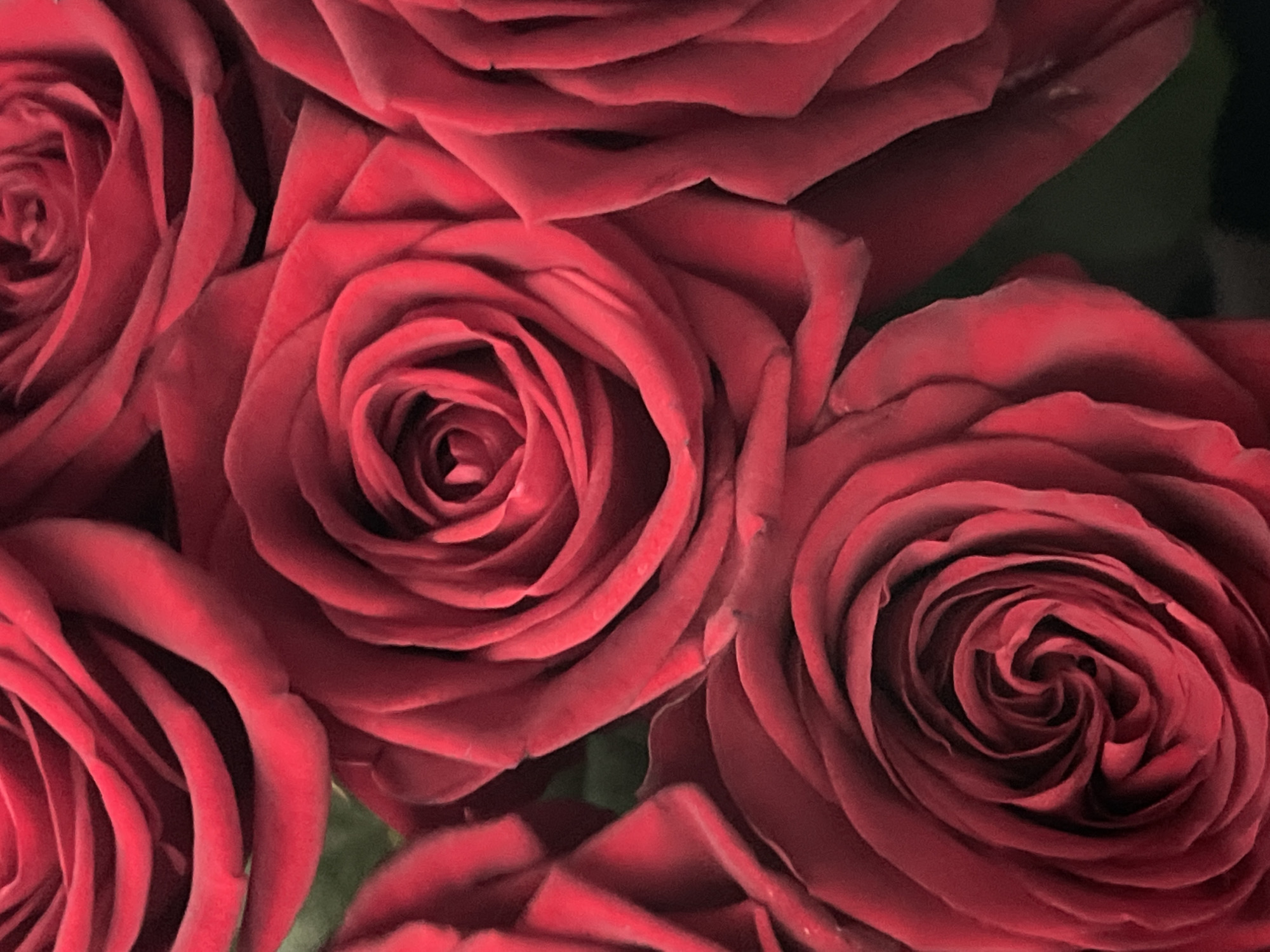 The image is a close-up of several red roses. The roses are densely packed together, filling the frame. The focus is on the intricate details of the petals, their texture and arrangement. The color is a deep, rich red, with some variation in shading and tone. The background is out of focus, appearing dark green in some areas. The image was not taken in the city of Chaikovsky, Russia.