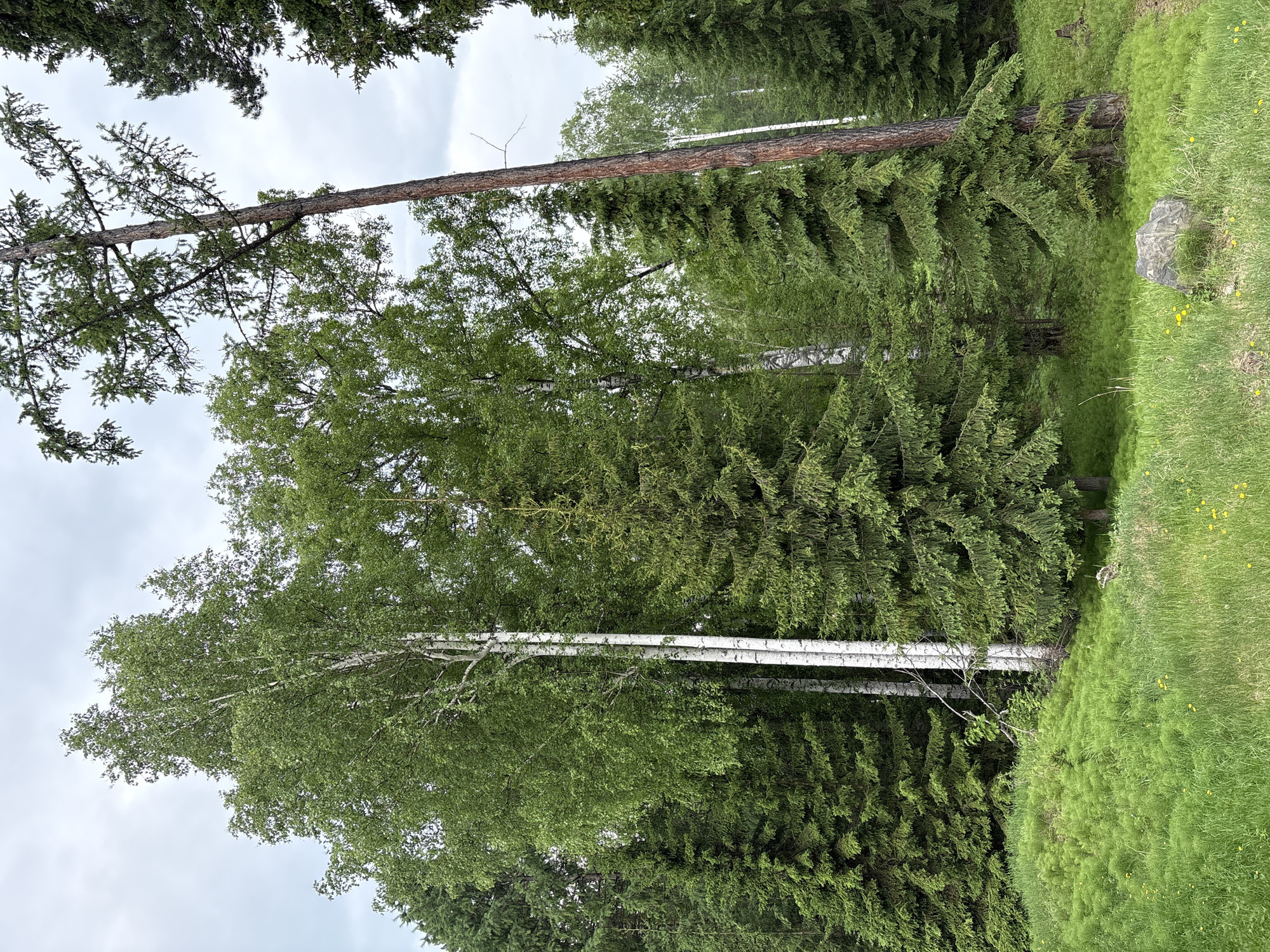 The image depicts a forest scene with a variety of trees, including birch and evergreen varieties. The ground is covered in lush green grass and some smaller plants. A large rock is situated in the foreground on the right side of the image. The sky is overcast. There are no people or animals visible in the image. The environment appears to be a natural, undeveloped area, suggesting it could be part of a park or a natural reserve. Given the prompt mentions Nevon, Russia, this is likely a natural landscape within or near that city.