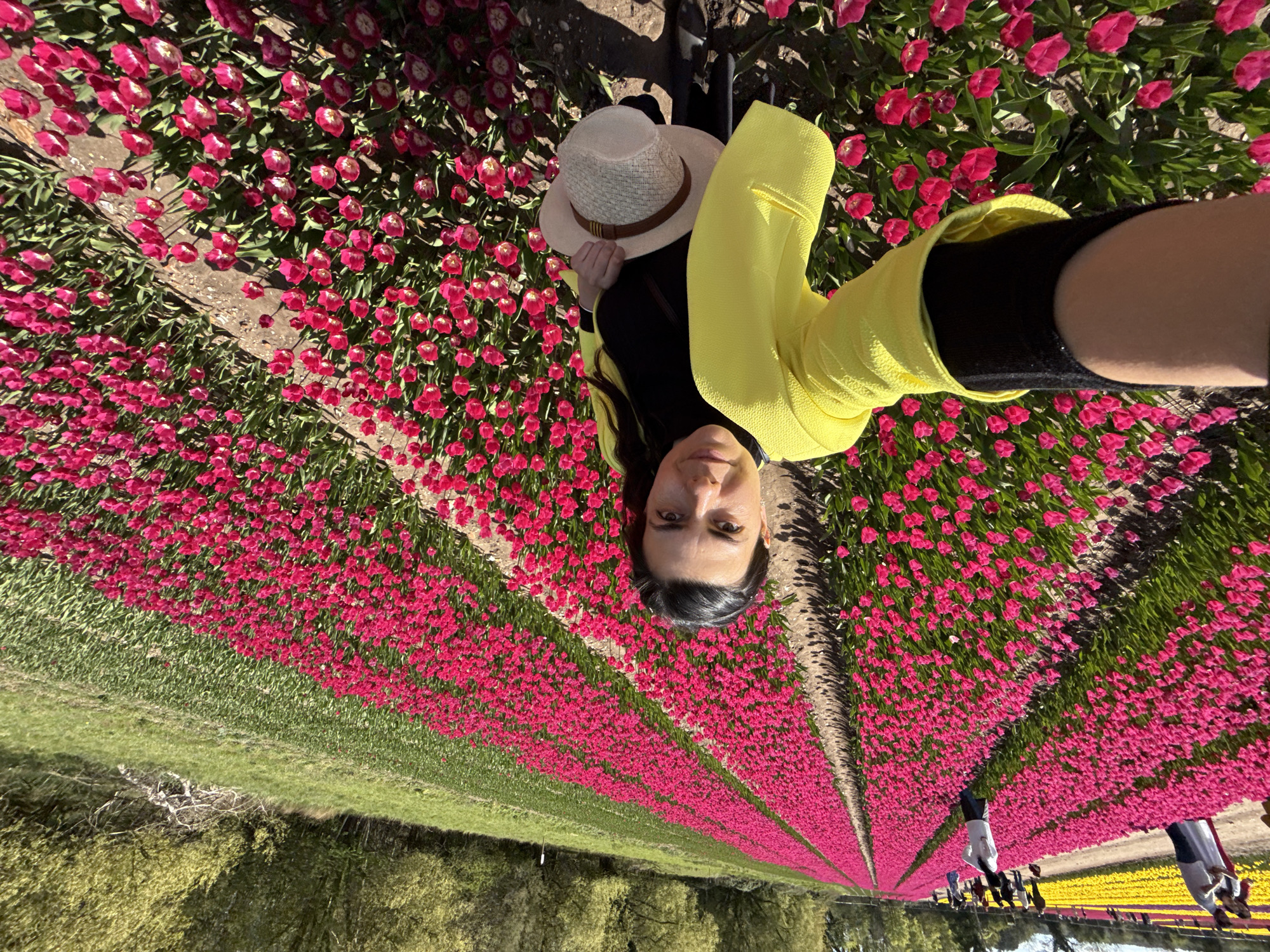The image captures a selfie of a woman in a vast field of blooming tulips in King's Lynn and West Norfolk, United Kingdom. The primary subject, a woman with dark hair, is seen in the foreground, looking directly at the camera with a neutral expression. She is wearing a bright yellow blazer over a black top and a light-colored straw hat.
The setting is an expansive agricultural field filled with meticulously planted rows of vibrant pink tulips that stretch into the distance. Narrow dirt paths separate the floral rows. To the left side of the frame, a strip of green grass and some low-lying foliage or trees can be observed. Further into the background, other individuals are visible walking among the tulip rows, with hints of yellow tulips also appearing in the far distance, indicating a varied display.
The scene is brightly illuminated by clear, strong daylight, suggesting a sunny day, likely during late morning or early afternoon. The abundance of blooming tulips signifies a spring season. No discernible text or specific location identifiers beyond the general field setting are visible within the image. The photograph conveys a sense of serene natural beauty and outdoor activity amidst a large-scale floral exhibition.
