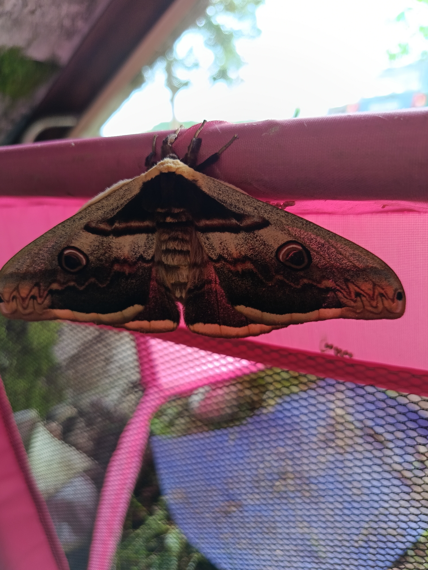 A large brown and black moth rests on a pink fabric surface with a mesh net underneath. The background is blurred, but it seems to be outside with visible trees. There is no evidence of this image being taken in Yuada-Gulrypsh, Abkhazia.