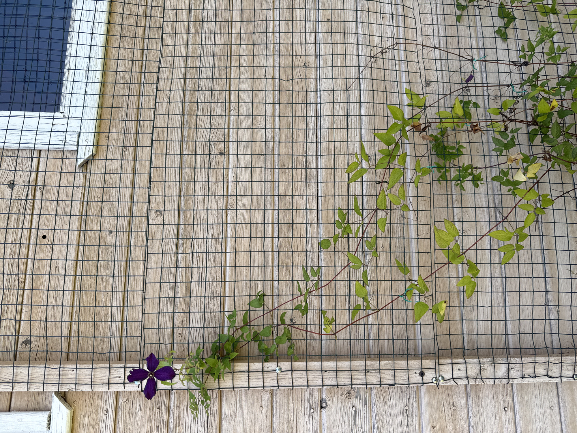 A purple clematis flower blooms on a vine climbing a black mesh fence attached to a weathered wooden wall. The wall has horizontal planks and a white-trimmed window with a dark pane is visible in the upper right corner. The vine, with green leaves and thin red stems, snakes across the mesh, with a few small purple ribbons tied to its stems. The scene is outdoors, with the lighting suggesting daylight.