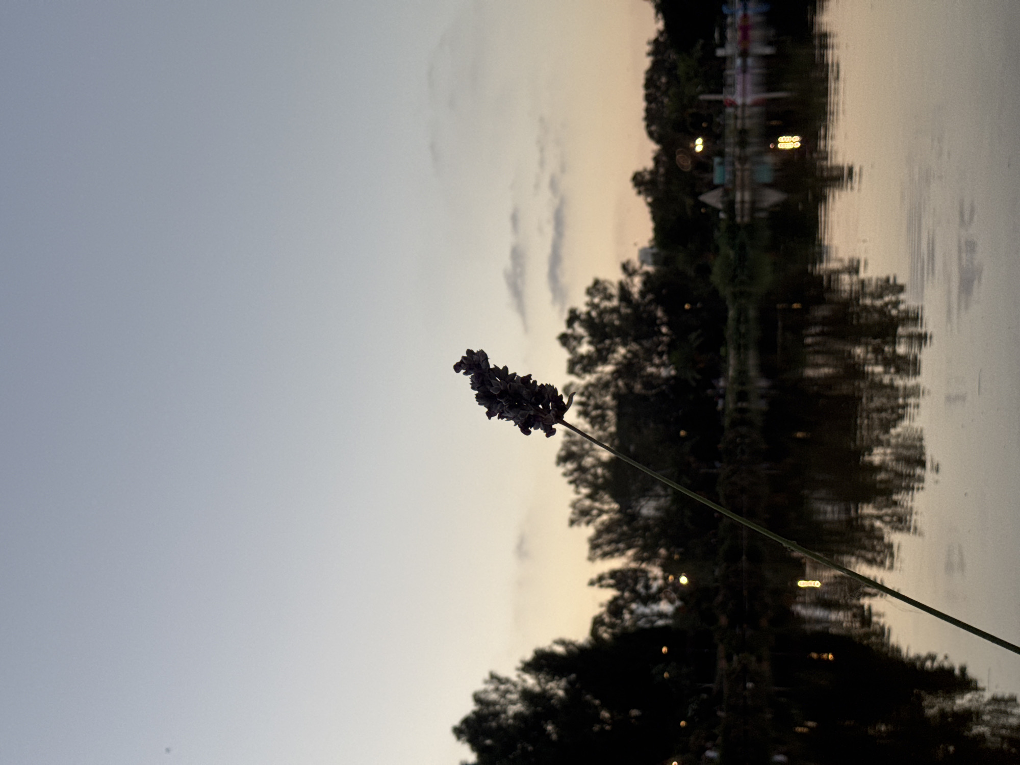 The image is a vertical, low-angle shot of a single lavender sprig silhouetted against a twilight sky over a body of water. The lavender is in the foreground, slightly to the right of center, with its stem extending down and to the left, out of frame. In the background, a dark line of trees forms the horizon, with a few lights visible amongst them. The water in the foreground reflects the sky and the trees, creating a darker, more muted version of the scene above. The sky is a gradient of pale blue at the top to a soft orange near the horizon, with a few wispy clouds. The scene appears to be at a park or garden. The presence of the lavender sprig and the calm water suggests a tranquil setting. This photograph was taken at the Park of the Australian Aviary in Ramat Gan, Israel, at approximately 7:30 PM during dusk.