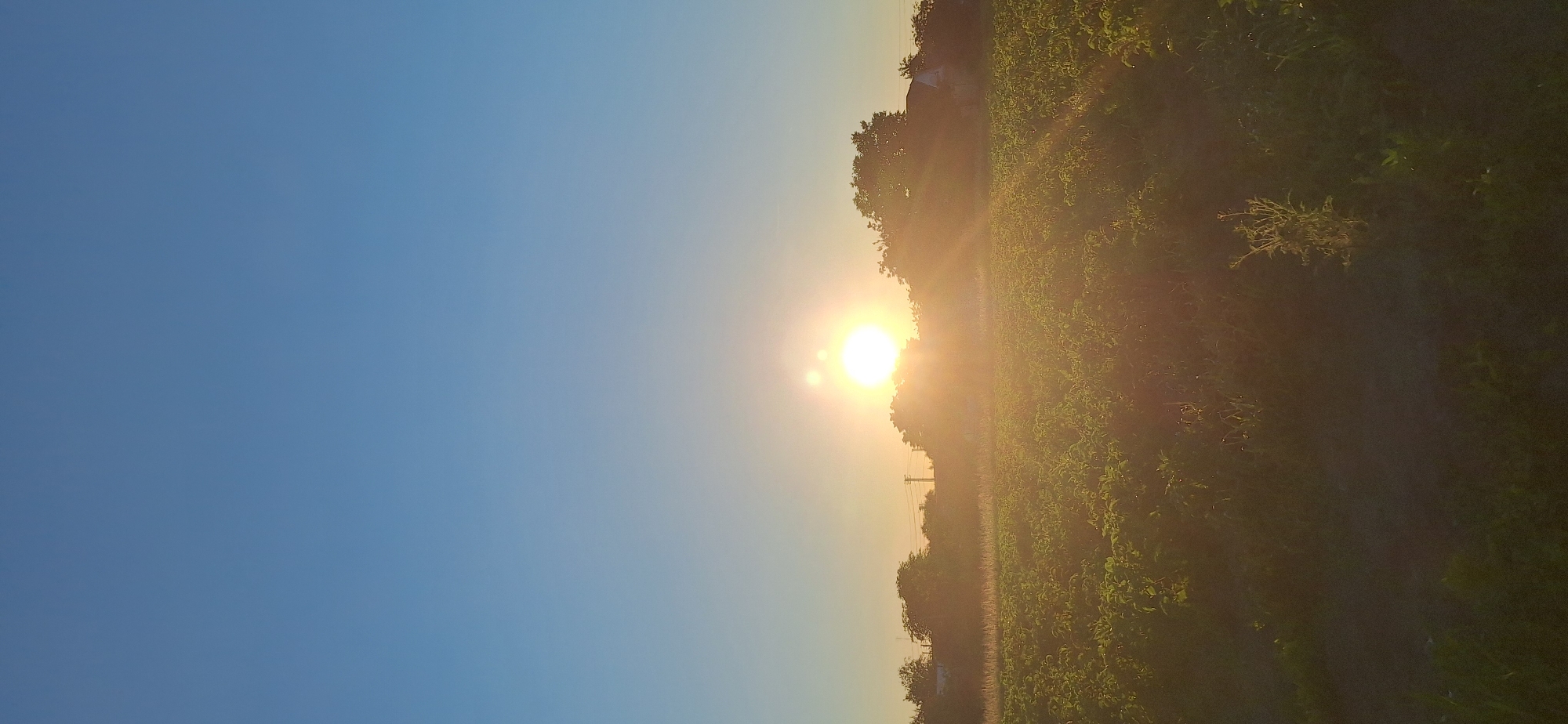 A vertical, low-angle shot captures a field bathed in the warm, golden light of a setting sun. The sun, a brilliant orb, is positioned slightly left of center on the horizon, casting long, ethereal rays through a scattering of trees and over a lush green field. The sky above transitions from a clear, pale blue at the top to a soft yellow-orange near the horizon. The field itself is densely populated with green plants, their leaves catching the sunlight and creating a shimmering effect. The lower part of the image is darker, with shadows and the details of the plants becoming less distinct. Silhouetted trees form a dark line against the bright horizon, with hints of buildings and utility poles visible behind them. The overall atmosphere is peaceful and serene, evoking the end of a summer day.