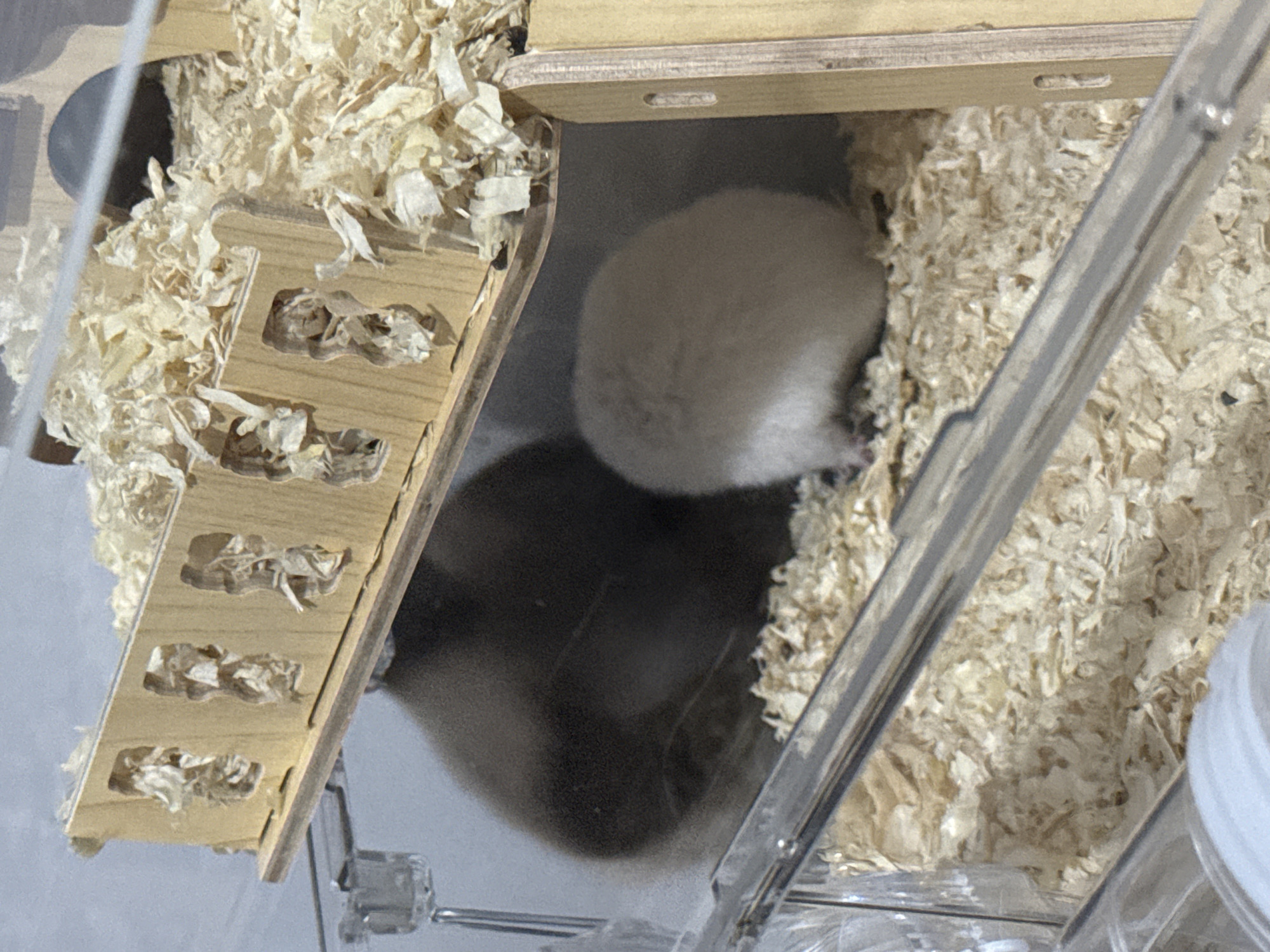 The image shows two hamsters in a wooden and plastic habitat filled with wood shavings. One hamster is dark gray and appears to be larger, positioned in the background. The other hamster is light beige and is closer to the foreground, facing right. The habitat has a wooden structure with cut-out shapes and clear plastic walls. The lighting suggests an indoor environment. The image is cropped and taken from a medium distance, with the hamsters being the primary subjects. There is no indication of the location being Vostok, Kyrgyzstan.