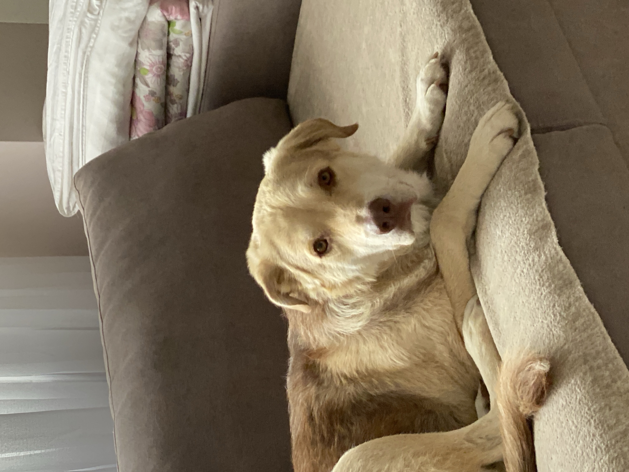 The image shows a light-colored dog, likely a Labrador or a mixed breed, lying on a couch. The dog is facing the camera with its head tilted to the side, its eyes looking directly at the viewer. Its ears are partially flopped, and its muzzle is light brown with a wet nose. The dog's fur is a sandy or cream color, and it appears to be resting comfortably, with its paws tucked around a textured, light-colored blanket or pillow. The couch is a dark brown, likely fabric. In the background, to the left of the dog, there are neatly folded blankets or linens, possibly on a bed or another piece of furniture. These linens have a floral pattern in shades of pink and green, with a white base. The overall lighting suggests it is daytime, possibly indoors with artificial light or natural light coming from a window. The dog's expression seems calm and curious. There is no visible text in the image. The setting appears to be a comfortable, domestic indoor space, possibly a living room or bedroom, in Ulyanovsk, Russia.