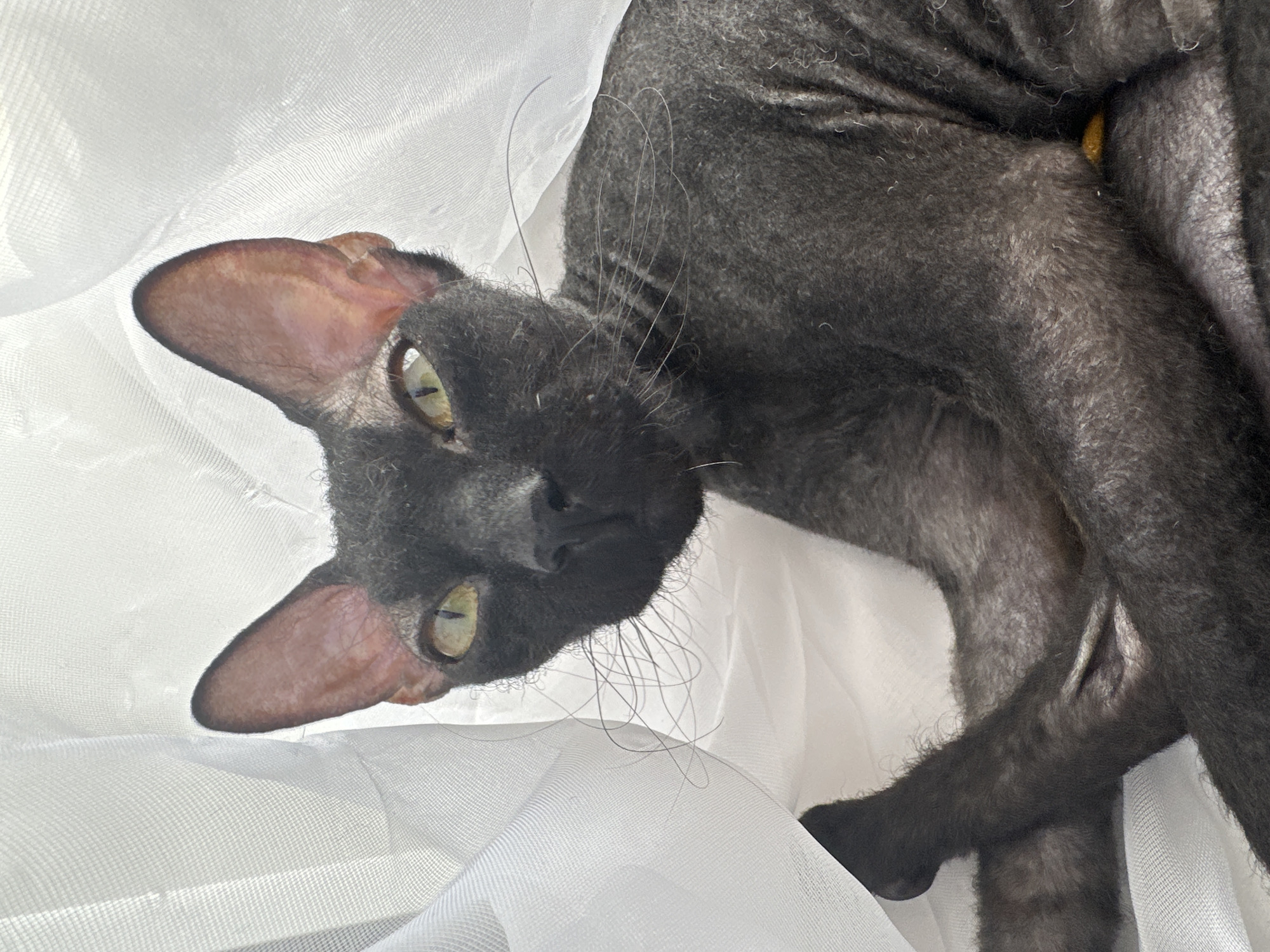This media file is a close-up, high-angle shot of a hairless cat, likely a Cornish Rex or similar breed, positioned on a white, gauzy fabric. The cat is predominantly dark gray with some lighter gray patches and prominent, large ears. Its eyes are light green and it is looking towards the camera. The cat's body is contorted, with its head tilted downwards and its legs tucked underneath it. Some of its whiskers are long and wispy. A small, bright yellow object is visible near the cat's hindquarters, nestled within the fabric. The white fabric appears to be draped or gathered, creating soft folds and textures around the cat, and the lighting suggests it might be natural light, possibly from a window. The overall mood is intimate and slightly ethereal due to the soft focus and the texture of the fabric. The context provided, "Chaikovsky, Russia," does not offer specific visual cues within the image itself. There is no visible text in the image.