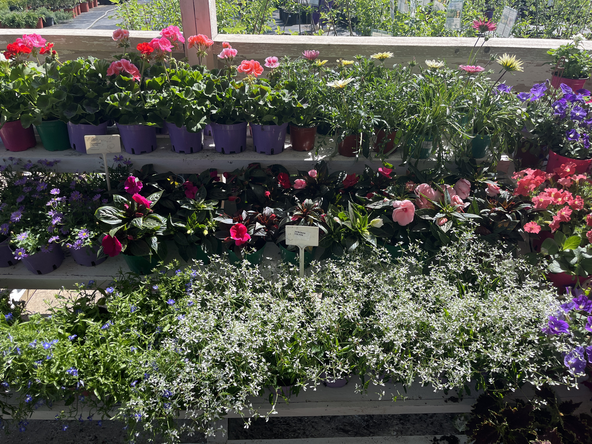 The image shows a display of potted flowers on tiered shelves in what appears to be a plant nursery or garden center. The plants vary in type, color, and size. The top shelf features geraniums in shades of pink and red in purple and green pots, along with other flowering plants with white, yellow, and purple blossoms. The middle shelf has a mix of impatiens in pink and red, and small purple asters. The bottom shelf is dominated by dense, low-growing plants with either small blue or white flowers. A small sign with Russian text is visible amidst the plants on the second and third levels. The location is presumably in Malaya Ven'ya, Russia. The environment is well-lit, suggesting it is either an outdoor area or a greenhouse. There are no people visible in the immediate foreground.