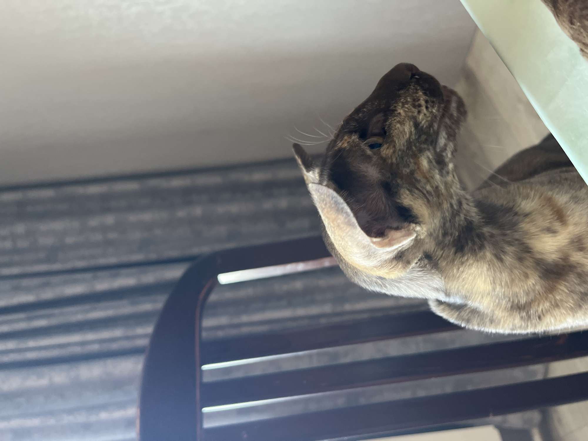 A tabby cat with a mottled coat and blue eyes is perched on a brown, slatted metal shelf. The background features gray horizontal blinds and a white or light green wall. The photo appears to be taken from below, looking up at the cat. There is no evidence to confirm the location is Chaikovsky, Russia.