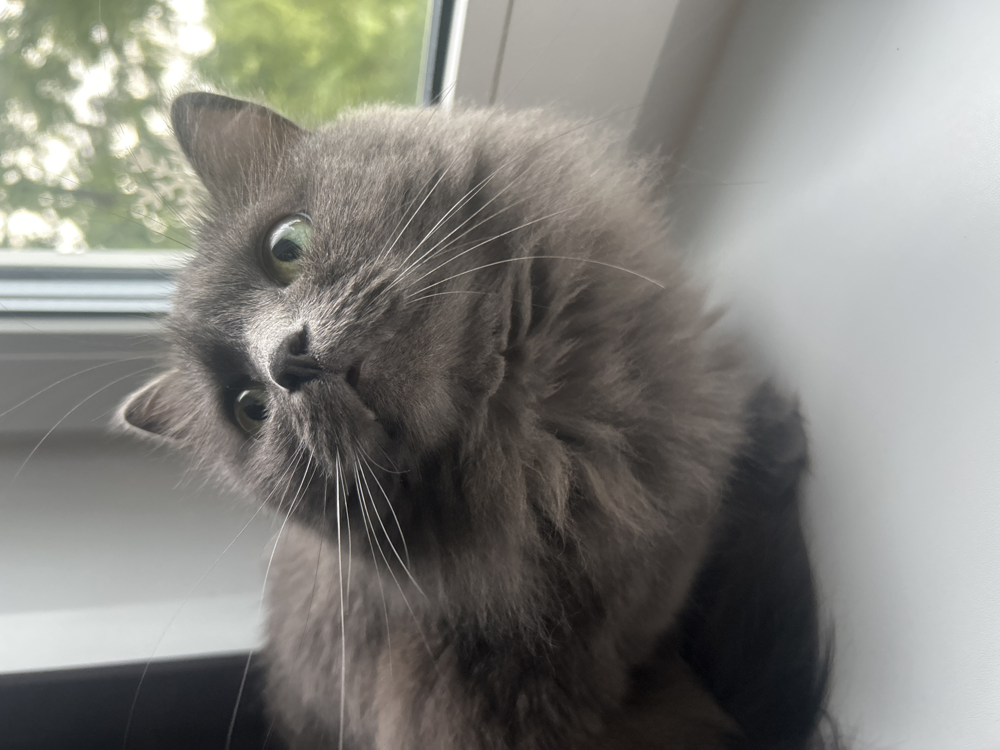 A close-up, slightly angled view of a grey, fluffy cat with green eyes and long white whiskers. The cat is looking upwards with a tilted head. The background is a window with blurred greenery visible through the glass. The location in Chaikovsky, Russia is undetermined.