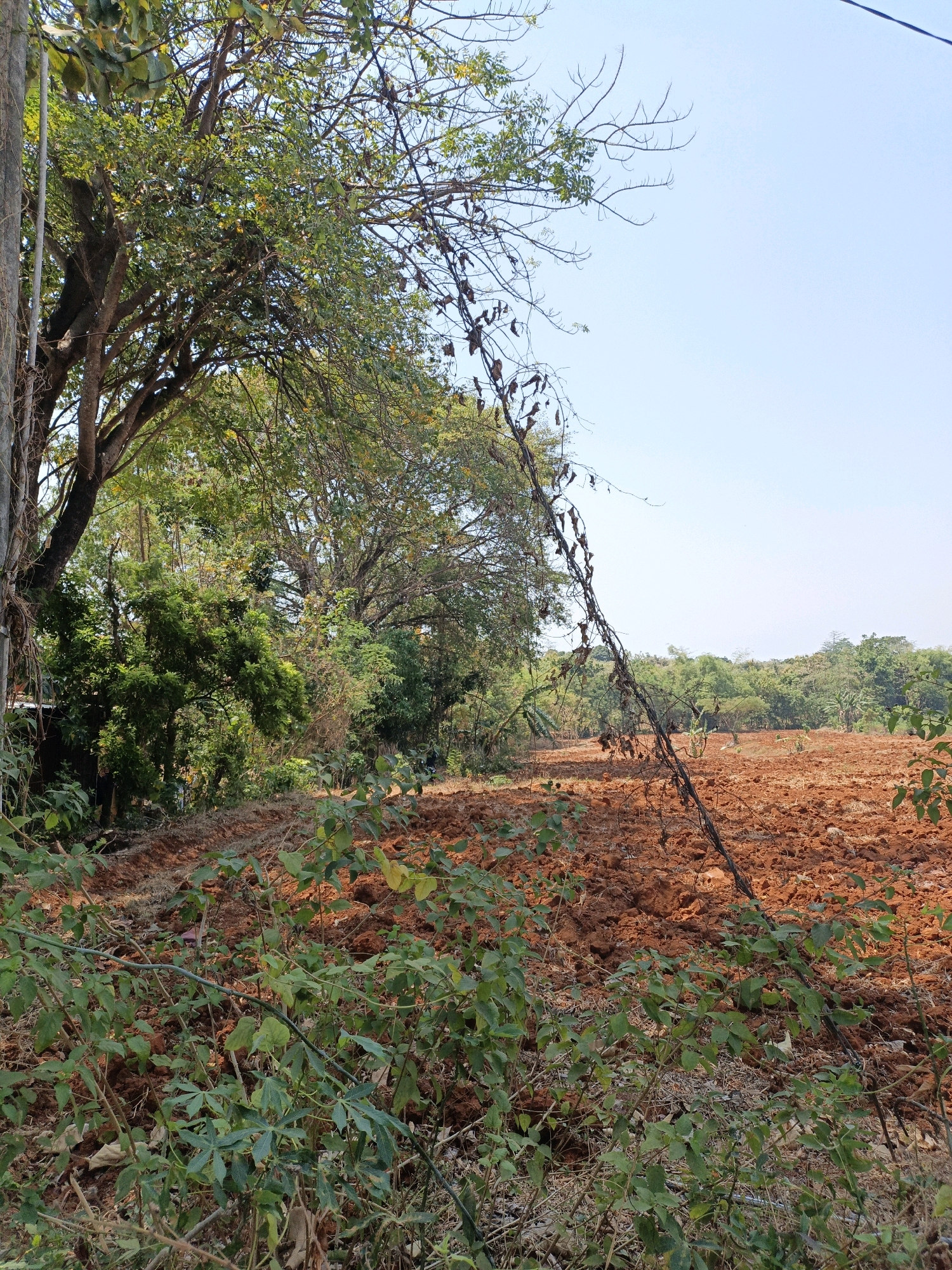 An eye-level, medium shot captures a rural scene on a clear, sunny day in Kuwasen, Indonesia. In the foreground, lush green foliage partially obscures a field of freshly tilled, reddish-brown earth, with visible furrows indicating recent agricultural activity. A tall, rough-barked tree trunk stands on the left edge of the frame, its branches extending upwards and over the field, some adorned with dry, brown leaves and thin vines. The middle ground reveals a dense line of trees and vegetation, creating a natural border for the field. Beyond this, a vast expanse of trees stretches towards the horizon under a pale blue sky. The overall impression is one of a peaceful, cultivated landscape.