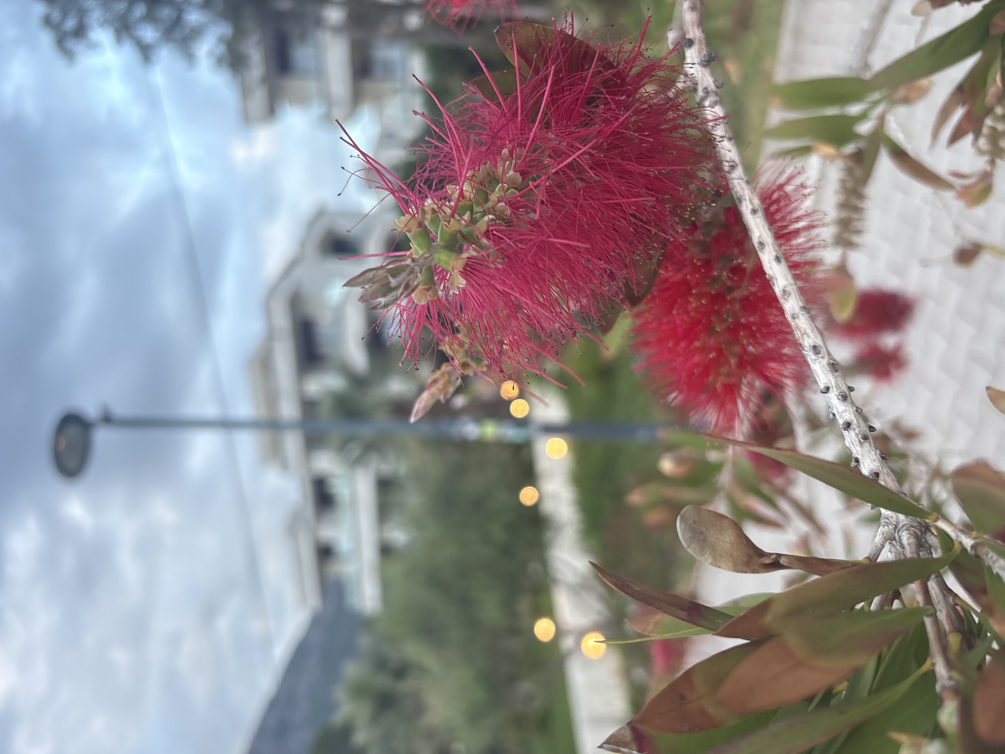 The image shows two Bottlebrush flowers (Callistemon) in full bloom, with vibrant red stamens. The flowers are attached to a branch with green and brown leaves. In the blurred background, there is a modern building with white walls and balconies, suggesting an urban setting. A street light is visible on the left, indicating the presence of a road or walkway. There are also several yellow light bulbs visible in the background. Considering the presence of modern architecture and a street light, the location is likely in the city of Bar, Montenegro.