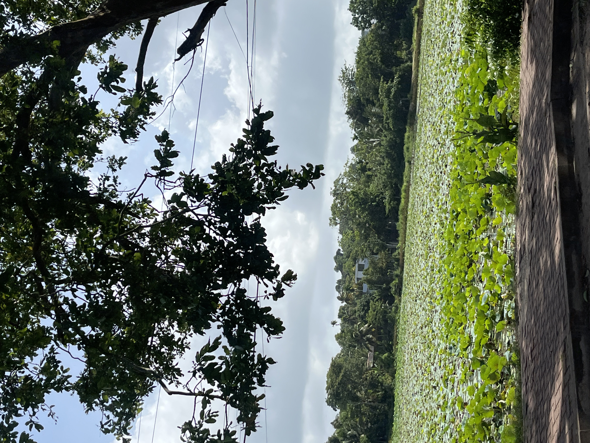 The image depicts a densely vegetated landscape in Medagoda, Sri Lanka, under a partially cloudy sky. In the foreground, a red brick pathway runs horizontally, with shadows cast across it. Beyond the pathway lies a vast expanse of water covered with numerous green lily pads, creating a textured carpet on the surface. The middle ground is dominated by a lush, green treeline, interspersed with glimpses of buildings and some palm trees. A large tree with dark green foliage hangs over the scene from the upper left corner, its branches obscuring parts of the sky. Electrical wires are visible strung across the sky, passing behind the tree branches. The overall impression is one of abundant natural growth and a serene, perhaps tropical, environment. There are no people or animals visible in the frame.