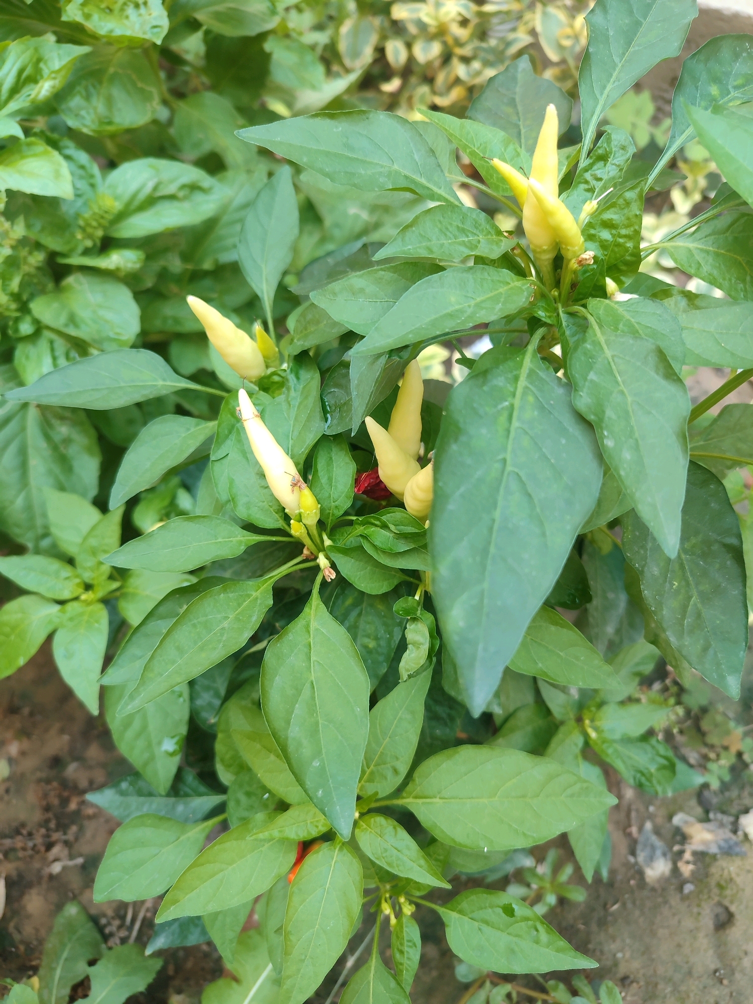 A close-up, eye-level shot captures a chili pepper plant with several small, pale yellow peppers and vibrant green leaves. The peppers are pointed and elongated, clustered together on the plant's branches. Some leaves show subtle variations in color and texture, and a few tiny insects are visible on one of the peppers. The background is softly blurred, revealing more of the plant's foliage and the earthy ground beneath it. The image appears to have been taken outdoors, likely in a garden or agricultural setting, under natural lighting conditions. The scene does not provide specific indicators of its location within Tashkent, Uzbekistan, or any interaction or action by people.