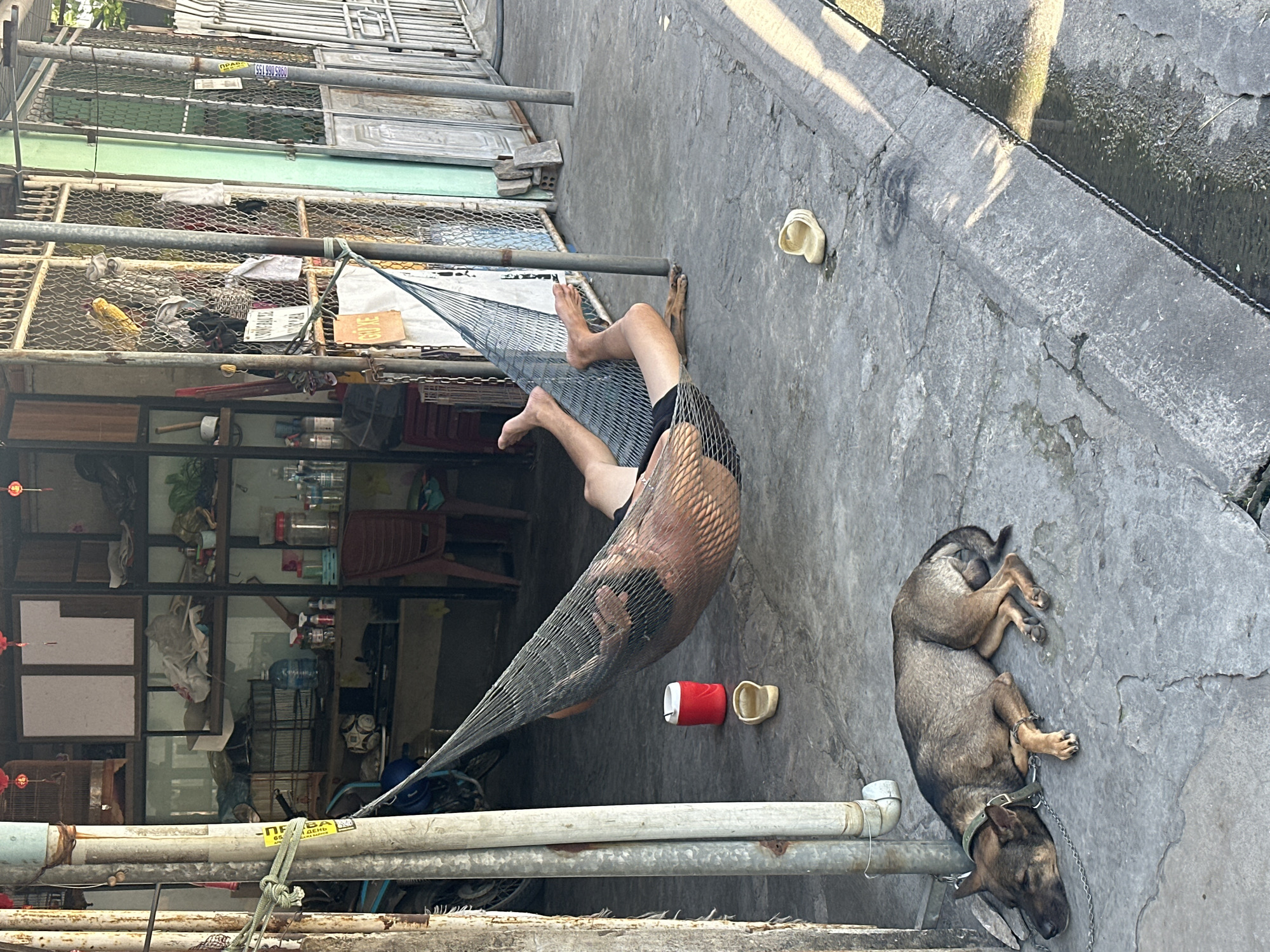 In Bac Nha Trang Ward, Vietnam, a man is relaxing in a hammock in front of a building with shelves visible in the background. To the left of the hammock, a red thermos and a pair of beige sandals are on the ground. A dog with a collar and chain lies asleep on the concrete pavement to the left of the hammock. In the background, a metal fence encloses the building. The scene depicts a casual outdoor setting.