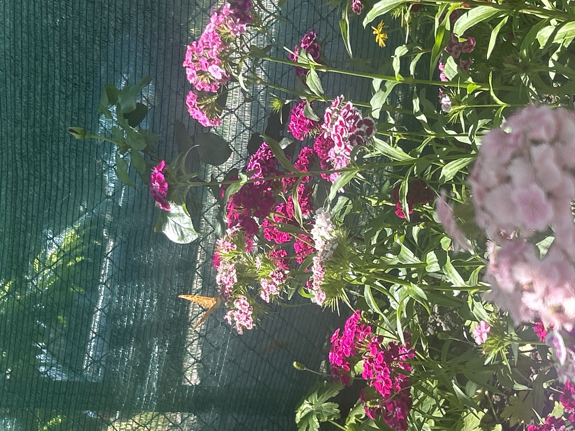 The image captures a vibrant garden scene in Gorsko Ablanovo, Bulgaria, under bright sunlight. The central focus is a dense arrangement of flowering plants, predominantly Dianthus (Sweet William), displaying clusters of blossoms in shades of fuchsia, magenta, various pinks, and white with patterned pink centers. These flowers are supported by tall, green stems with visible leaves.
In the upper-left quadrant, an orange butterfly with dark brown markings is perched on a cluster of pink flowers, with its wings partially open. To the left of the butterfly, a dark green mesh fence or netting serves as a background, through which blurred green foliage and tree structures are visible. The mesh exhibits a distinct horizontal weave pattern. Sunlight creates bright reflections on the mesh and illuminates the flowers.
In the upper-center, a single, unopened flower bud, possibly a rose, is visible on a stem with green leaves, rising above the Dianthus. Towards the bottom of the frame, some flowers appear blurred, indicating a shallow depth of field. A solitary yellow flower with multiple petals is visible on the right side of the image, emerging from the foliage. Dark soil is discernible at the base of some plants. No human figures or additional man-made objects, beyond the fence, are present in the scene.