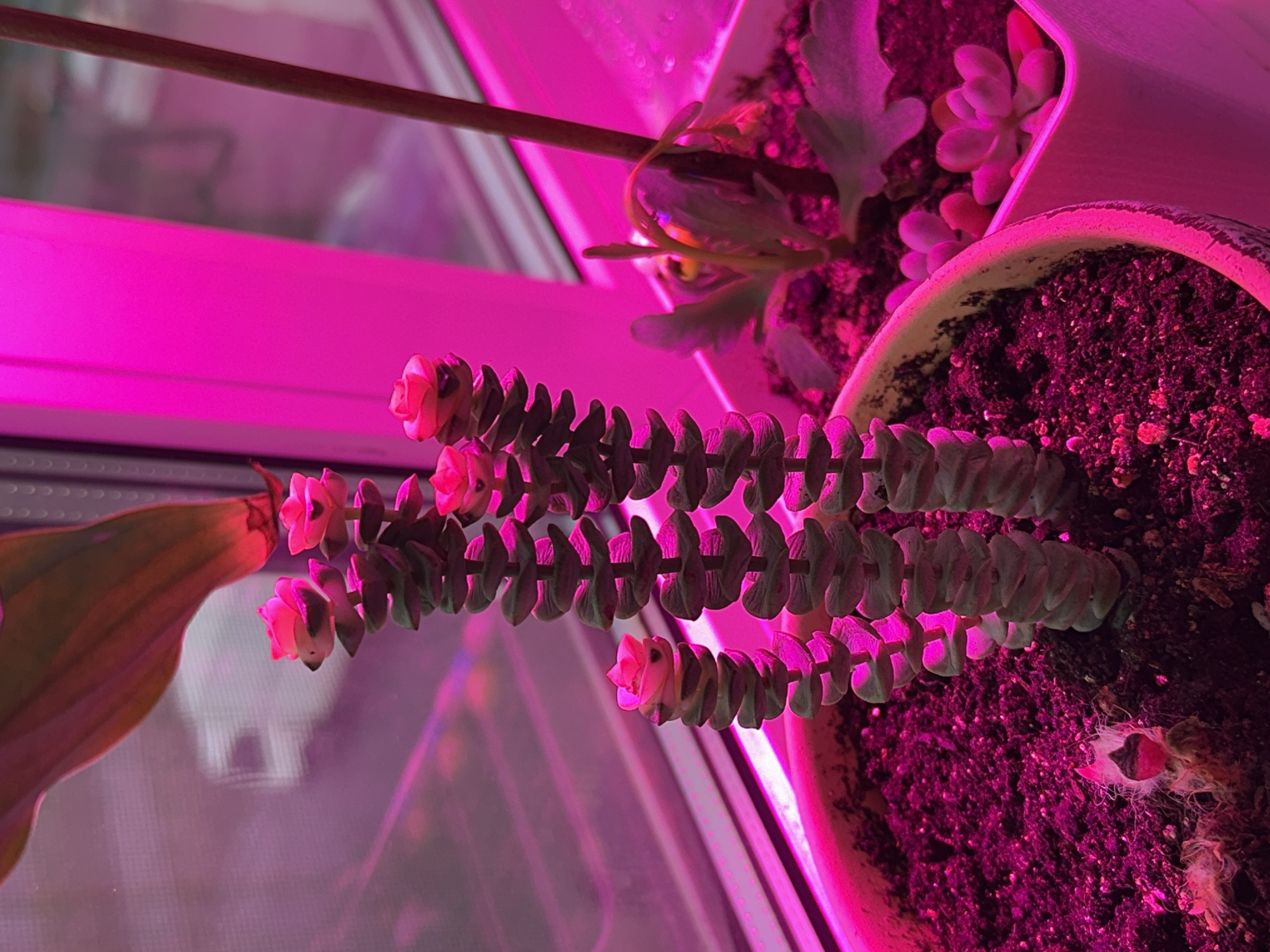 The image shows a close-up of several succulents in pots, bathed in the pink glow of a grow light. In the foreground, a large pot contains several stacked stem succulents, with their flattened, disc-like leaves stacked in columns. The tips of these leaves have a reddish hue. To the right, a smaller white pot holds a different type of succulent, with rounded, plump leaves. The plants are rooted in dark soil. A thin, brown stake is visible in the background, supporting one of the plants. The overall environment suggests an indoor setting, likely a windowsill, where plants are being cultivated under artificial light. There are no people or animals visible in the image. This scene could be anywhere with indoor plants and a grow light, and there is no specific information within the image to indicate it is located in Podolsk, Russia.