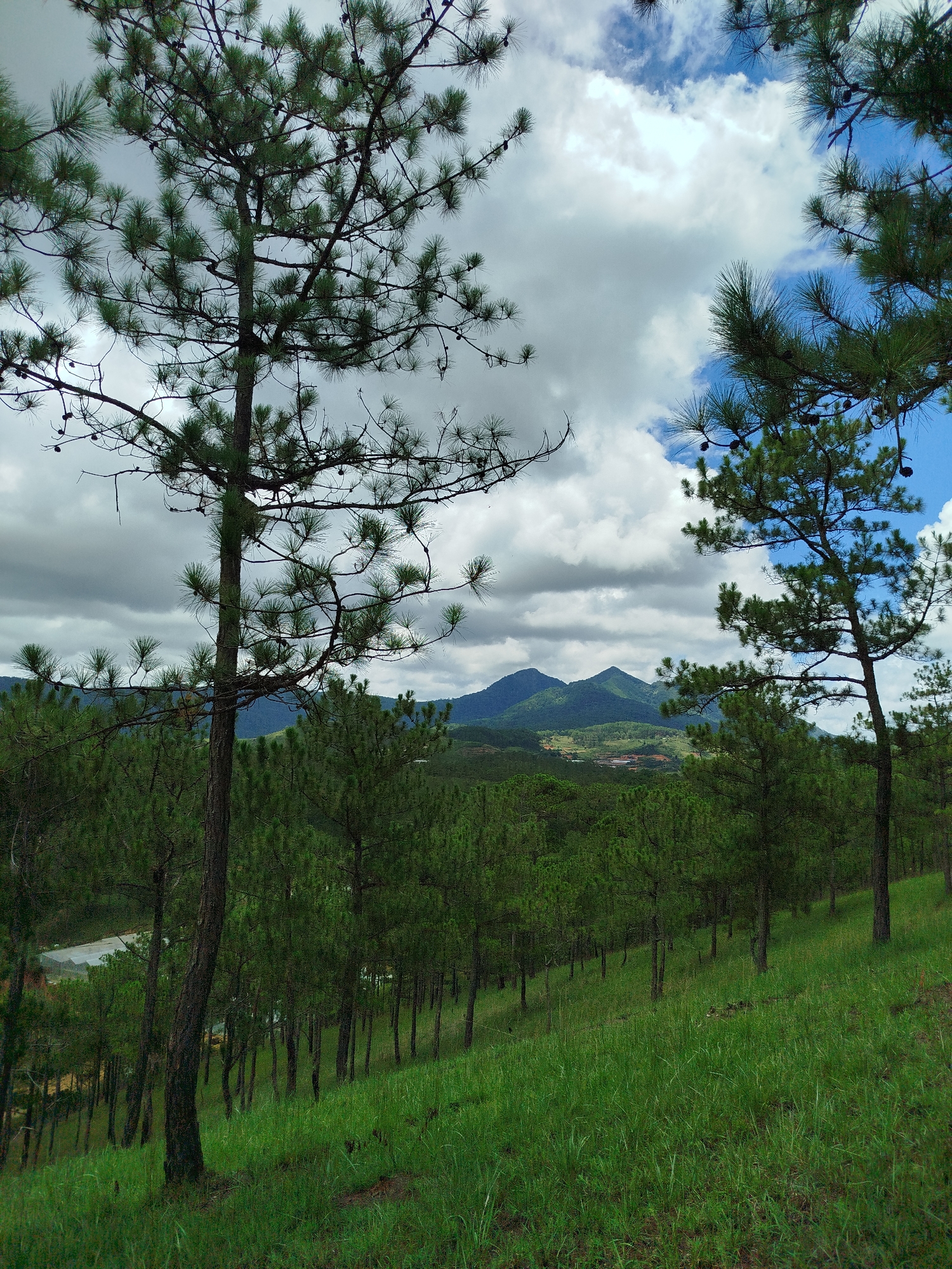 The image shows a mountainous landscape in Lam Vien, Da Lat, Vietnam. In the foreground, a grassy slope with scattered pine trees leads to a denser forest. Two tall pine trees frame the scene on the left and right. In the background, distant green mountains are visible beneath a cloudy sky with patches of blue.