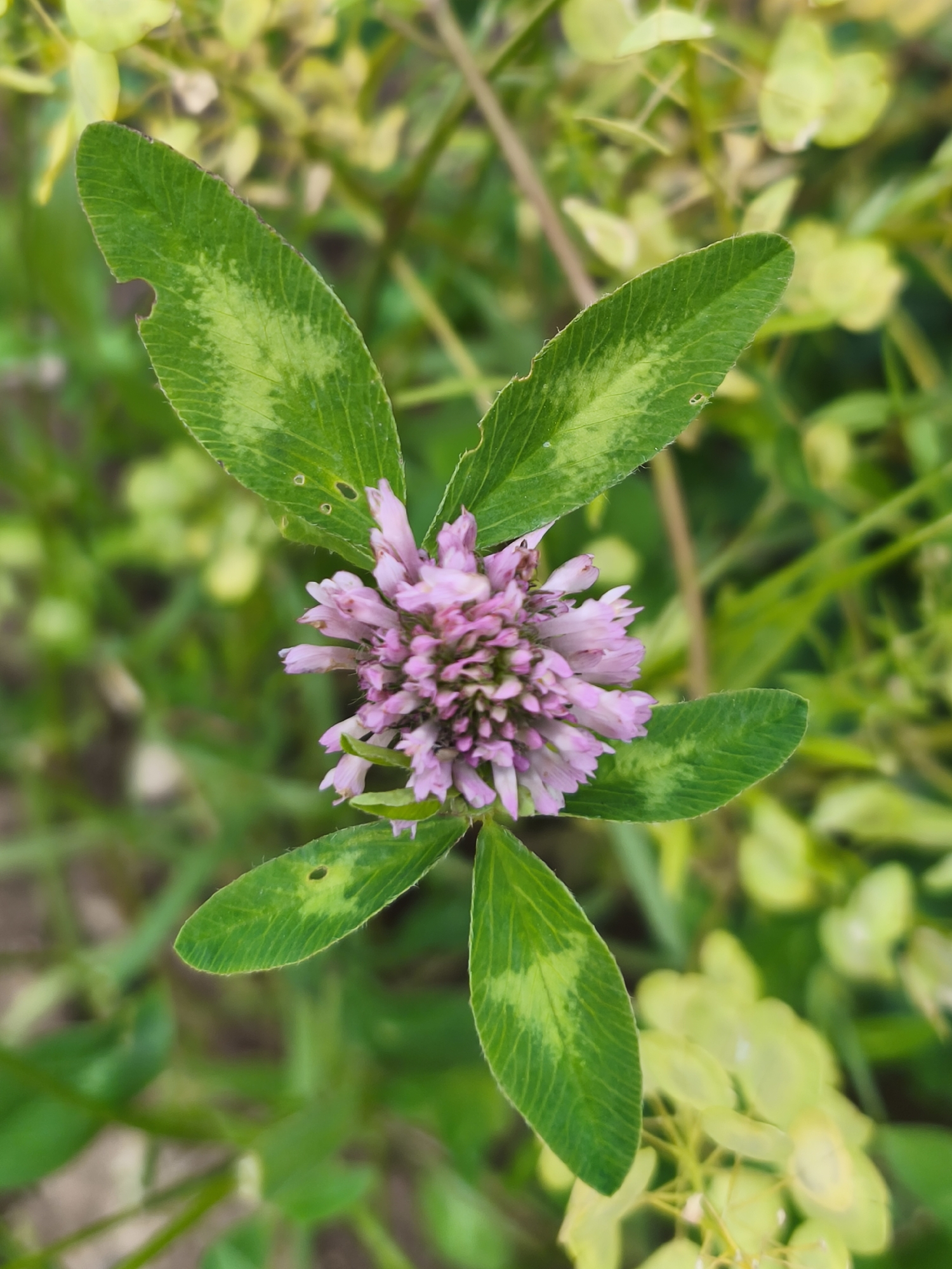 A close-up, top-down shot focuses on a single pink clover flower with five green leaves. The clover is positioned centrally, with the flower head slightly off-center to the right. The leaves are heart-shaped with serrated edges and visible vein patterns, some showing small perforations and lighter green markings. The background is a blur of green foliage and some lighter yellow-green plants, suggesting an outdoor natural environment. The image is sharp on the clover and gradually blurs towards the background. The setting is the city of Dolzhikovo, Russia.