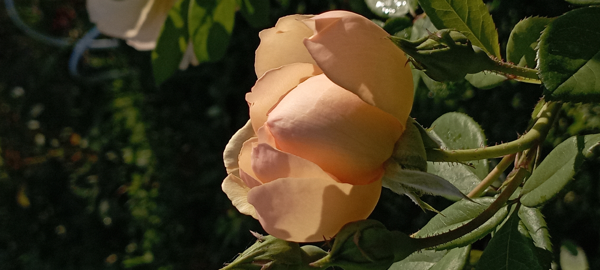 A close-up, vertically oriented, sunlit photograph captures a partially opened peach-colored rose in a garden setting. The rose is the primary subject, with its delicate petals unfurling. Two green rosebuds are visible, one on the left and another on the lower right of the frame. The rose's stem and leaves, adorned with small thorns, are also in focus. The background consists of dark green foliage, which is out of focus, creating a bokeh effect. There is a hint of another light-colored flower in the upper right corner of the image. The scene appears to be located in a garden in Radisne, Ukraine, judging by the presence of typical garden flora. No people or human actions are depicted.