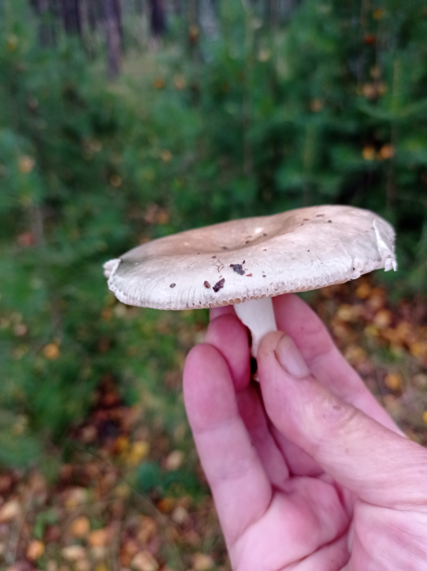 A person's hand is holding a light-colored mushroom with a wide cap and a white stem. The mushroom has some dirt and debris on its cap and gills. The background is a blurry forest scene with green trees and fallen brown and yellow leaves on the ground. The image appears to be taken outdoors, possibly in a forest.