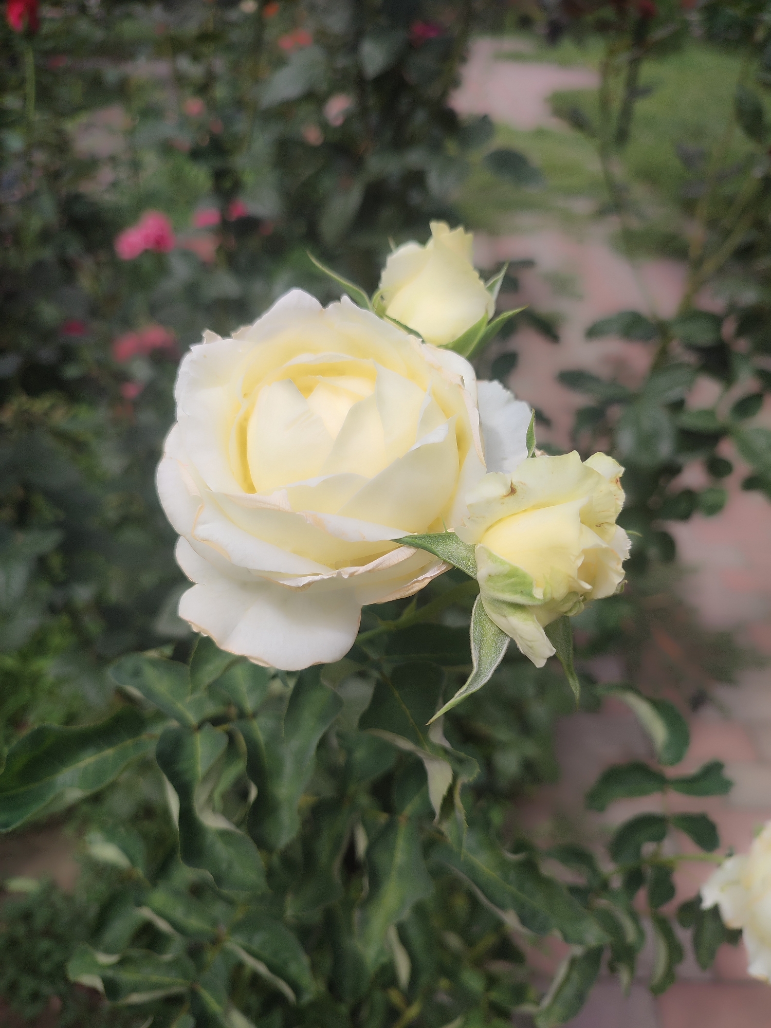 An outdoor, close-up, vertical, eye-level, full shot focuses on a cluster of pale yellow roses. The largest rose is in the center-left of the frame, its petals unfurling. Two smaller, unopened rose buds are visible to its right and behind it. Dark green, serrated leaves with some browning on the edges surround the roses. The background is out of focus, showing hints of green foliage, blurred pink flowers, and a muted brick wall. There are no people or animals in the image. The lighting appears to be natural daylight. There is no information in the image to suggest a location in Almaty, Kazakhstan.