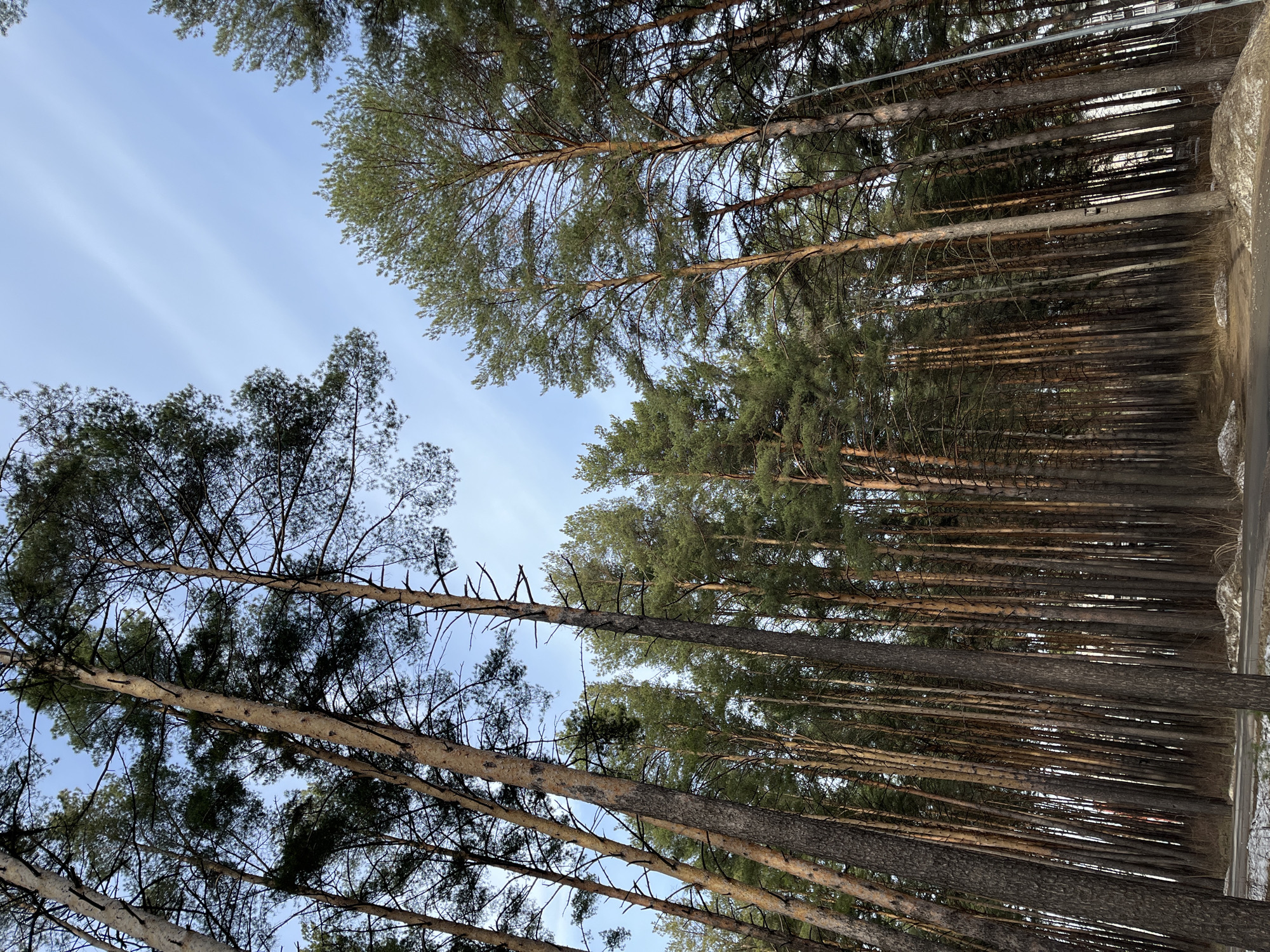 The image depicts a view looking upwards through a dense forest of pine trees in the city of Chaikovsky, Russia. The trees are tall and slender, with bark visible on their trunks and green foliage at the top. The sky is light blue and visible between the branches. There is snow on the ground. The trees stand tightly together, forming a dense and shady canopy.