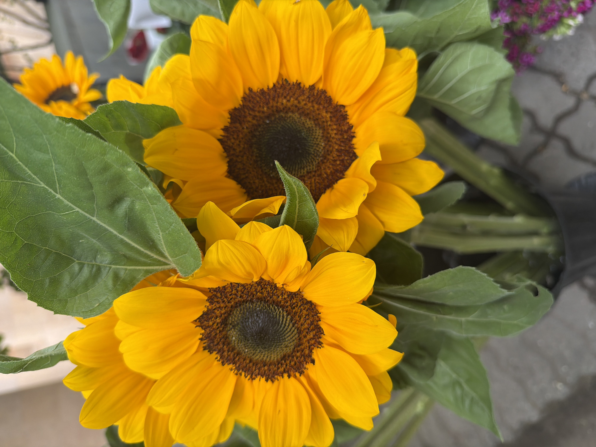 The image presents a close-up, overhead view of a bouquet of sunflowers. Two large, vibrant yellow sunflowers are prominently featured, with a third sunflower partially visible in the background. The sunflowers are surrounded by green leaves. In the background, to the right, are stalks of the sunflowers and blurred purple flowers. The background also reveals the gray pavement, and a dark object, probably the container of the bouquet, on the right.
While the city of Yerevan, Armenia, is requested, there are no elements in the picture to confirm this information.