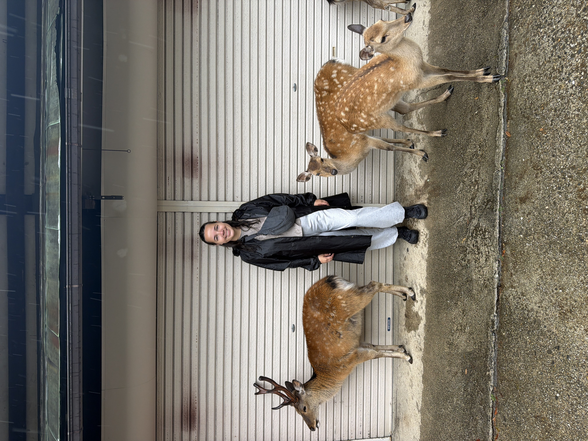 A young adult female stands centered against a backdrop of beige-colored, horizontally ridged metal shutters, likely garage doors, in Nara, Japan. She is smiling directly at the viewer, wearing a black raincoat, light grey sweatpants, and dark shoes, with a dark grey fanny pack slung across her chest. To her left, a mature male sika deer with antlers stands in profile, facing left. To her right, two smaller, spotted sika deer are positioned, one looking towards the camera, the other facing right. Partial view of a fourth deer is visible on the far right. Rain is visibly falling, creating streaks in the air and wet patches on the rough grey concrete ground, which displays a prominent crack running horizontally across the lower frame. Above the shutters, a light-colored wall section is visible, topped by a dark band and an old, green-patinated metal roof with a dark gutter system. A small, dark chain hangs from the upper-left wall section. A rectangular sign with Japanese text is visible on the lower portion of the left-center shutter.