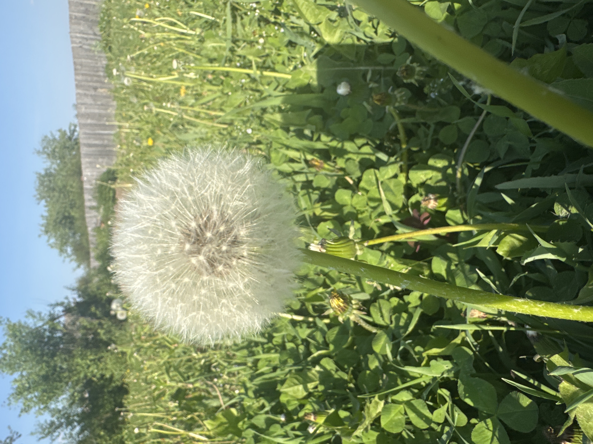 The image shows a dandelion gone to seed, in a grassy area containing clover. A blurred fence line and trees are in the background with a light blue sky visible above the trees. The environment appears to be rural or suburban. No people are visible. The photograph was possibly taken in Malinovo, Russia.