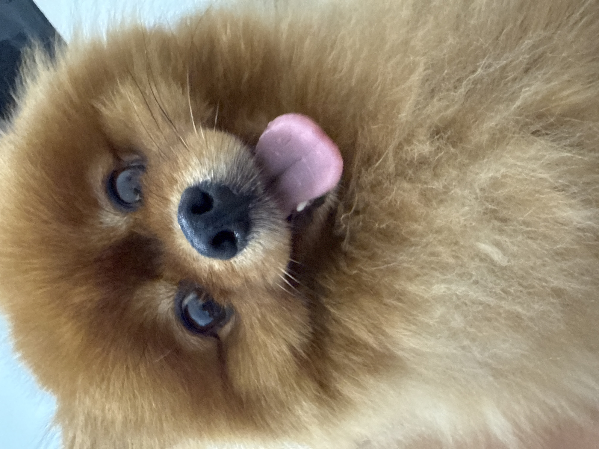 This media file is a close-up, top-down view of a Pomeranian dog's face. The dog has fluffy, golden-brown fur and its tongue is sticking out, pink and moist. Its dark, round eyes are visible, along with its wet, black nose. The background is out of focus but appears to be a light-colored, textured surface, possibly a wall or blanket. The lighting suggests an indoor setting, likely during the daytime. The overall impression is one of playfulness and affection. There is no visible text in the image.